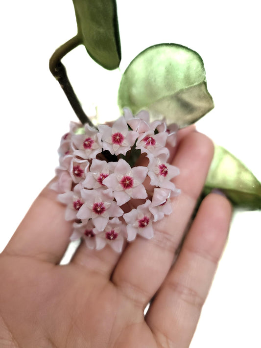 Hoya Krinkle 8 Live Hoya Plant Pink Flowers with Chocolate Smells Available in 2", 4", and 6" Pot