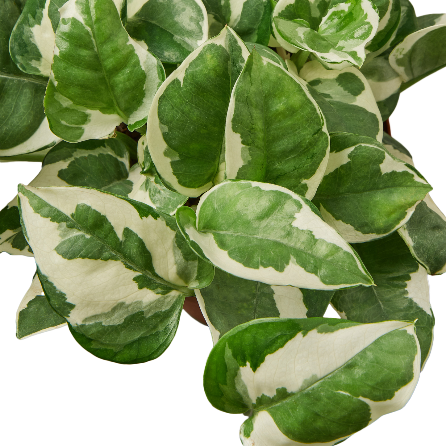 Pothos N'Joy - Epipremnum aureum 'n'joy' - Variegated Devil's Ivy - Air Purifying Houseplant - CA Seller
