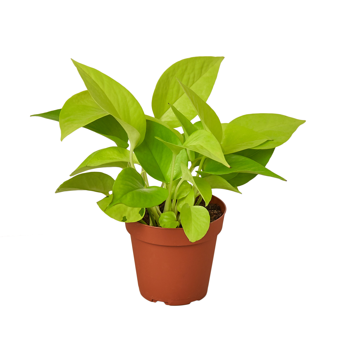 3 Live Pothos Plants Variety Pack - Easy to Care Houseplant Bundle - Air Purifying Plants - 4" Pot - Live Plant - Home and Garden Plants
