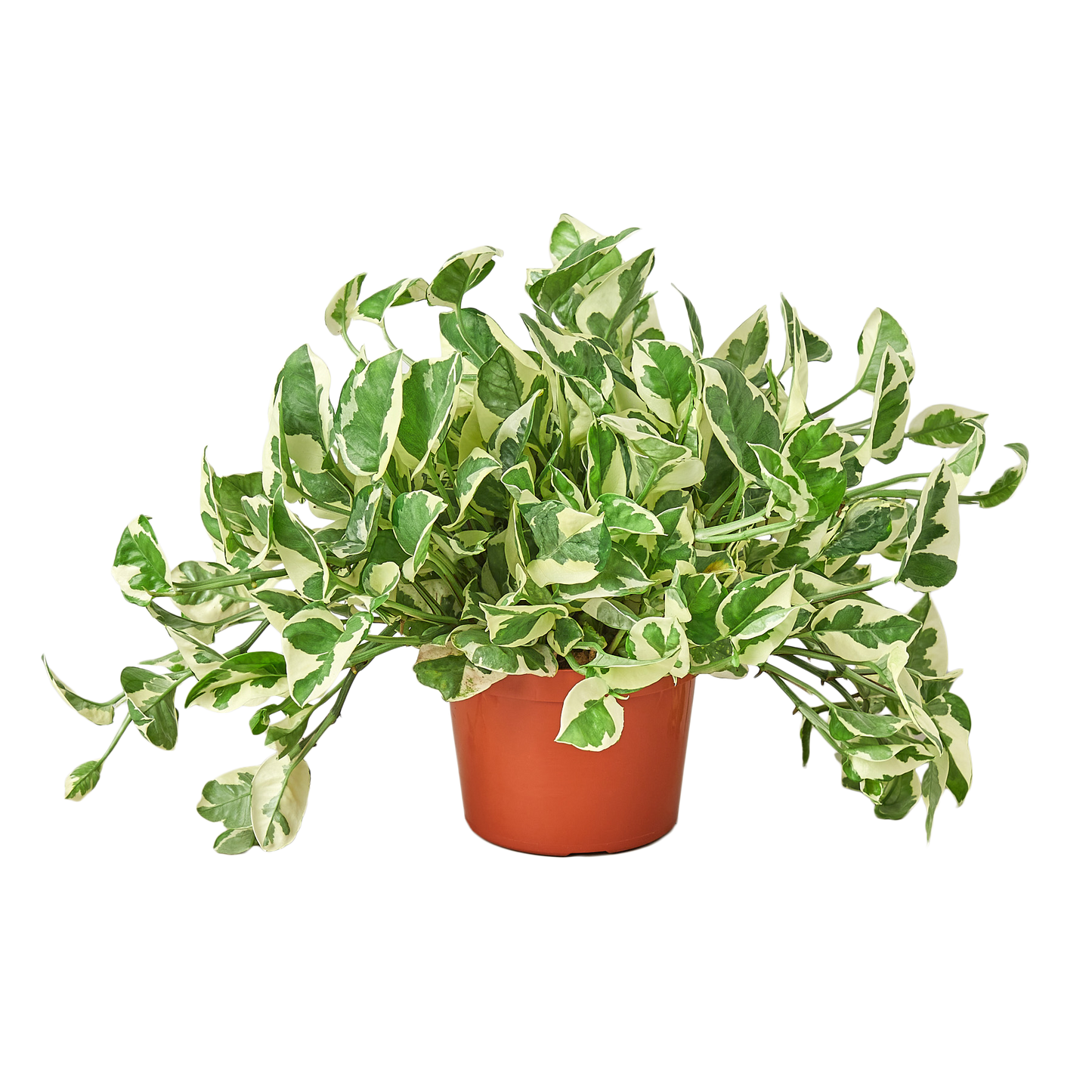 Pothos N'Joy - Epipremnum aureum 'n'joy' - Variegated Devil's Ivy - Air Purifying Houseplant - CA Seller