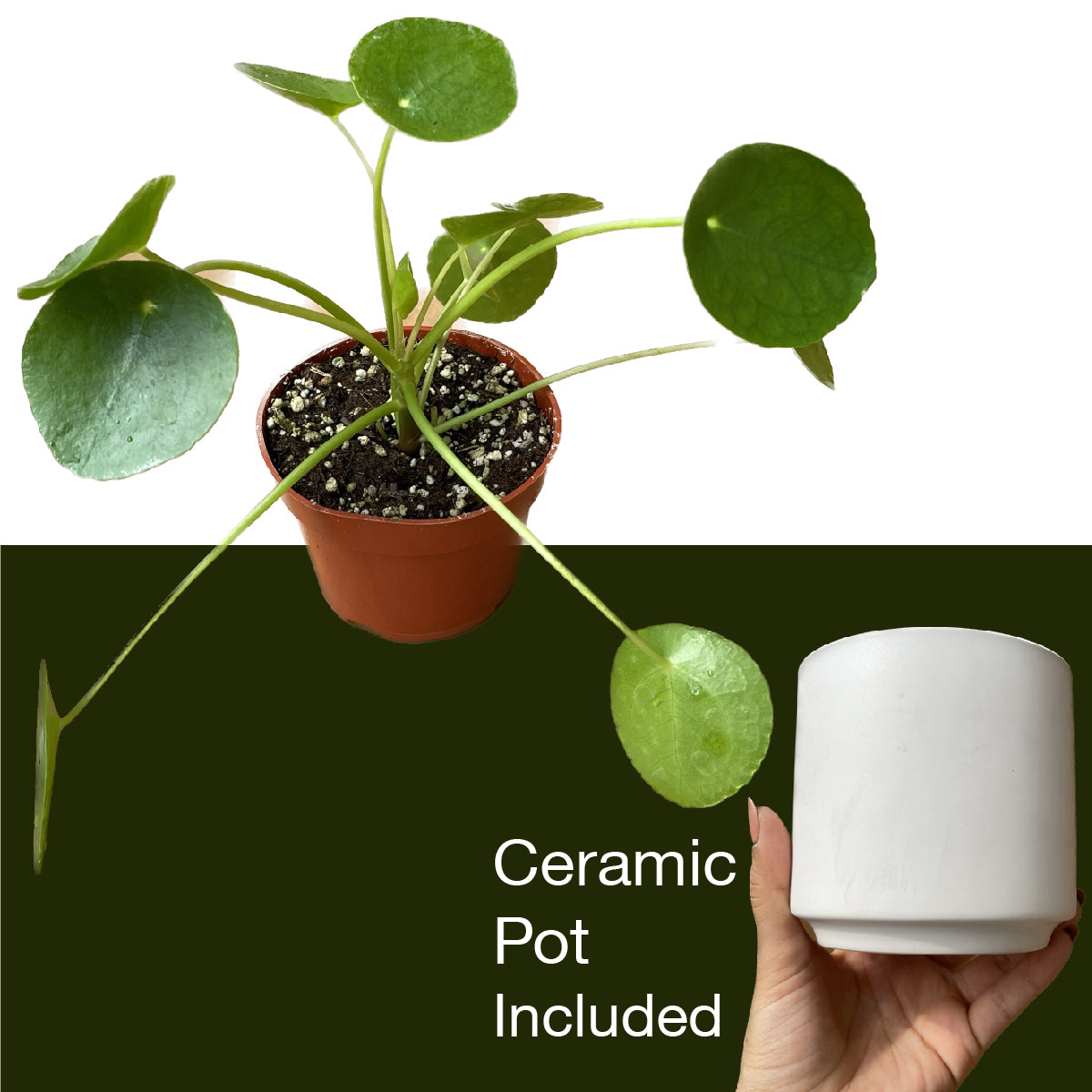 Pilea Peperomioides 'Chinese Money' - UFO Plant -