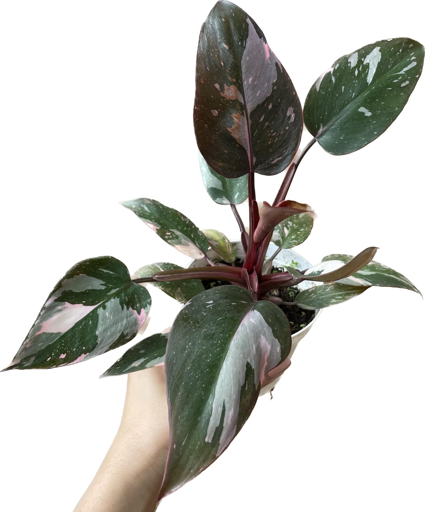 Philodendron Pink Princess Available in 4" and 6" Pots - Perfect Plant Gift - Rare Pink Live Plant - Variegated Philodendron eurebscens - CA Seller (1 Plant in 4", Nursery Pot)