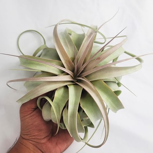jumbo air plants Large Air Plant Live Tillandsia Xerographica | Size 6-8 inches