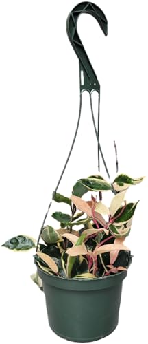 6" Hoya Krimson Queen Available in Hanging Pot, Live Arrival Guaranteed! Live Hoya Plants Live Houseplants - CA Seller - Air Purifying Plant