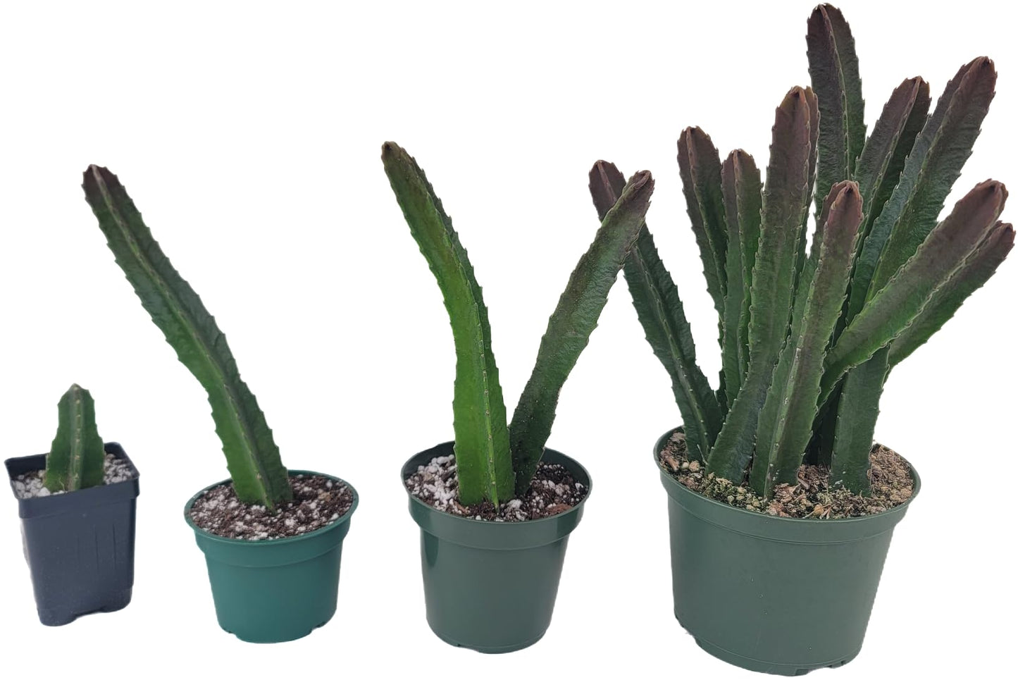 Starfish Cactus with Beautiful Giant Yellow Flowers | Stapelia gigantea | Giant Starfish Plant | Rare Live Plant Huernia | CA Seller