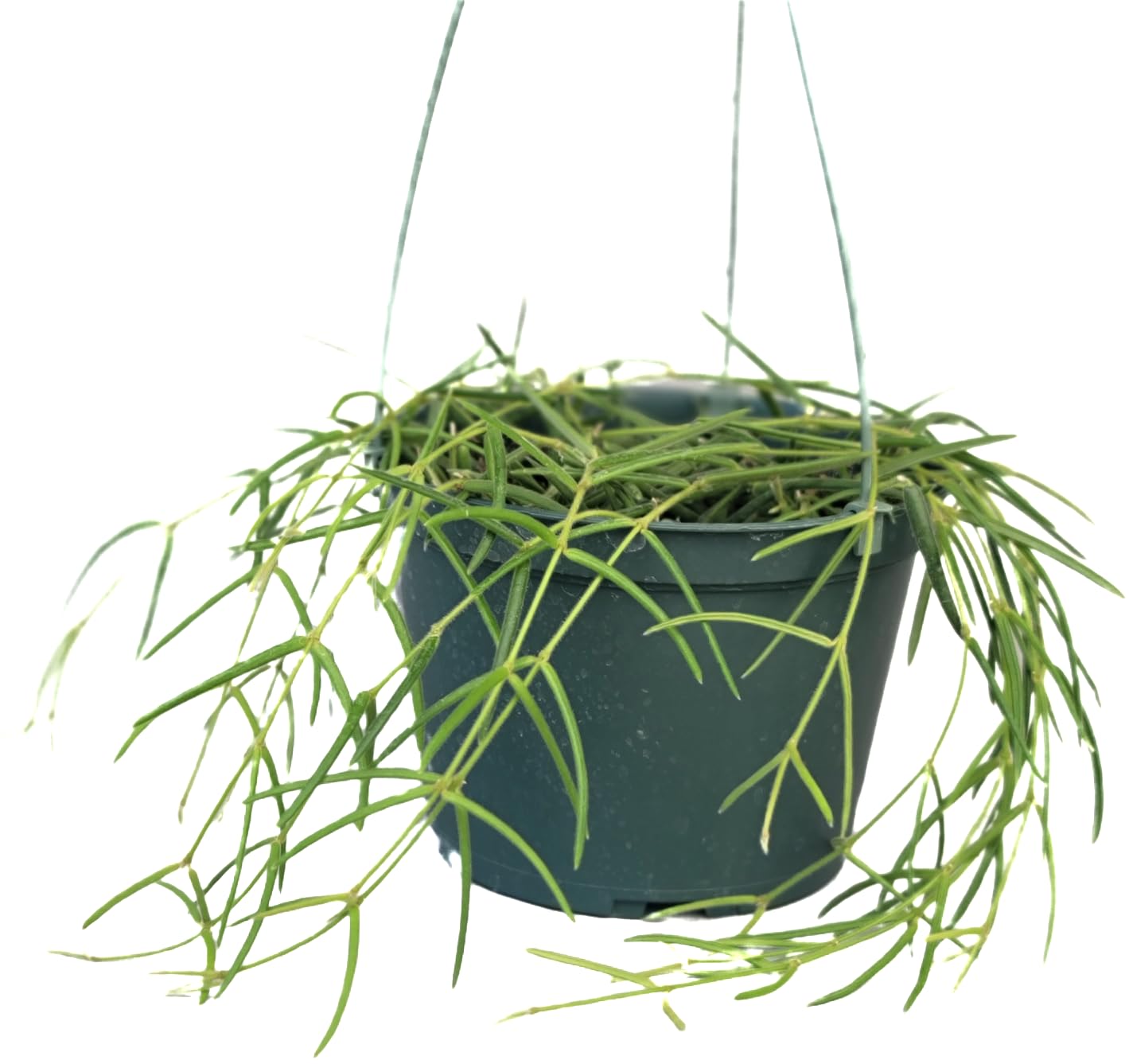 Hoya Linearis Live Plant in 6” Hanging Pot – Rare Trailing
