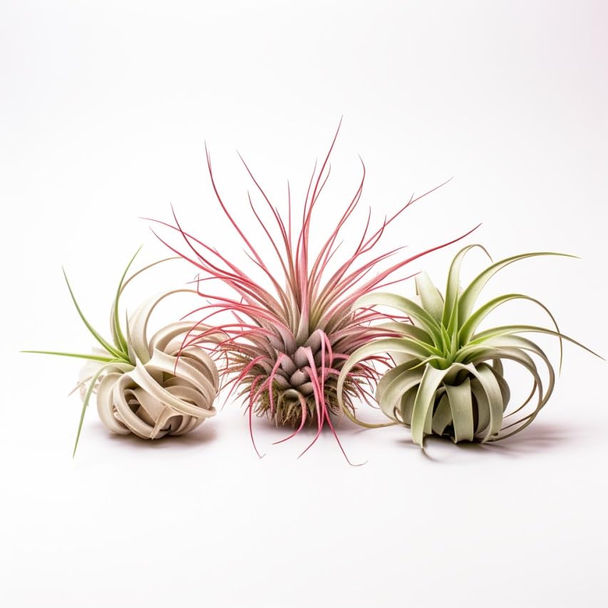 Air Plants Live Variety Pack - Pack of 3 Live Air Plants - Tillandsia   Prime Plants California