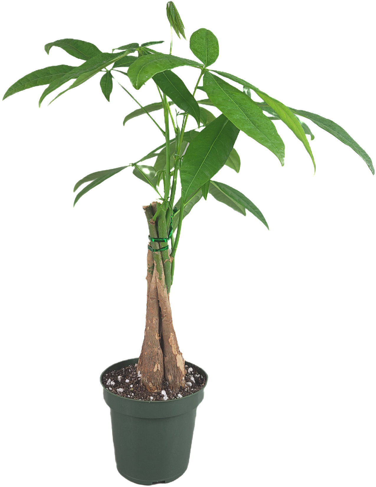 Chinese Money Tree - Pachira Aquatica in 4" pot - Braided Blessings unveiling the Elegance of the Chinese Money Plant Live Plant- California seller.