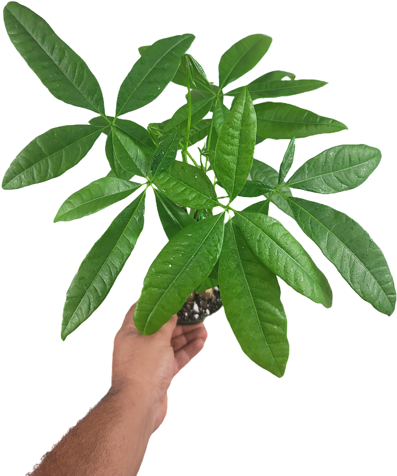 Chinese Money Tree - Pachira Aquatica in 4" pot - Braided Blessings unveiling the Elegance of the Chinese Money Plant Live Plant- California seller.
