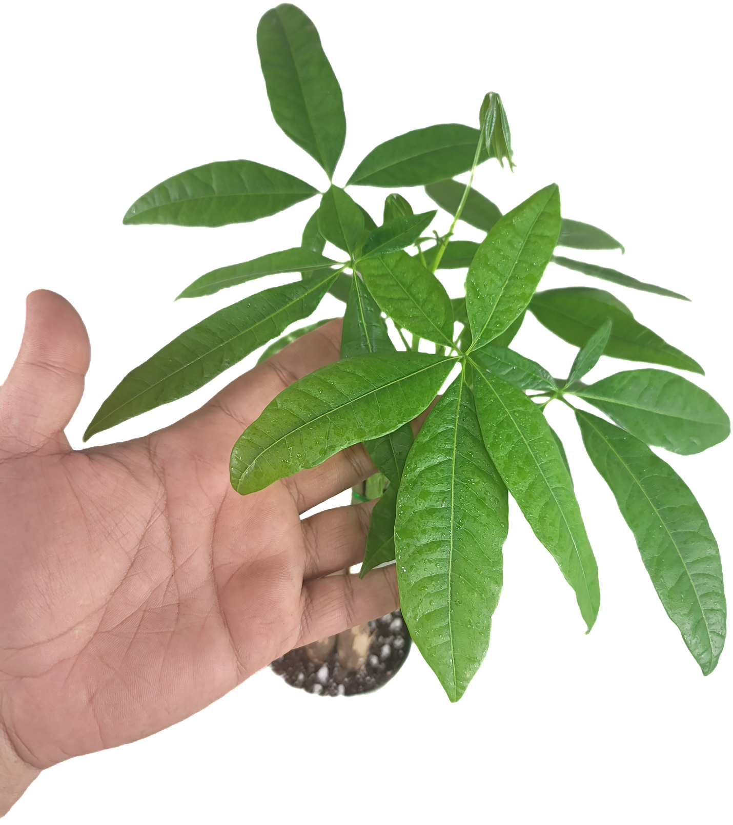 Chinese Money Tree - Pachira Aquatica in 4" pot - Braided Blessings unveiling the Elegance of the Chinese Money Plant Live Plant- California seller.