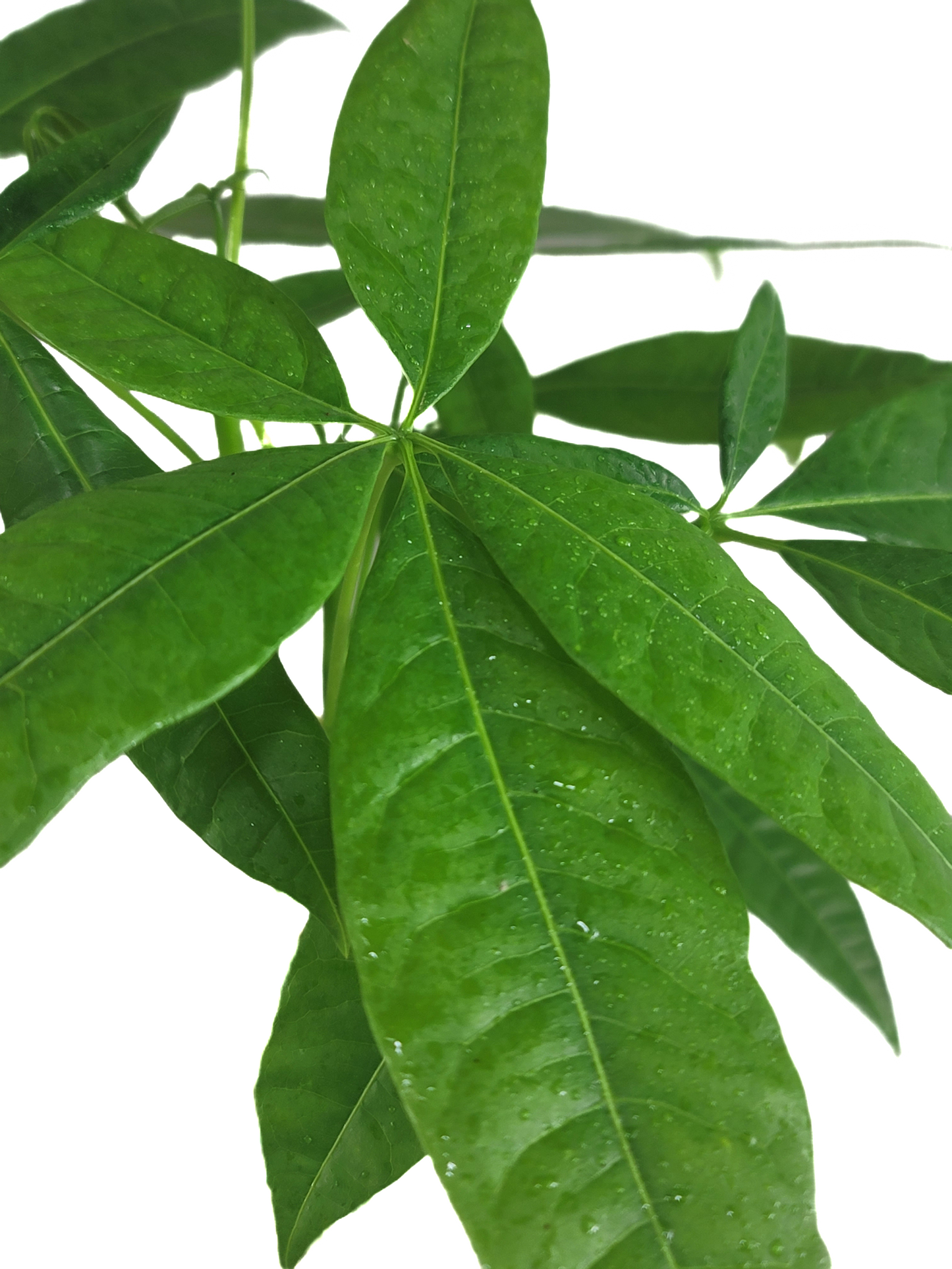 Chinese Money Tree - Pachira Aquatica in 4" pot - Braided Blessings unveiling the Elegance of the Chinese Money Plant Live Plant- California seller.