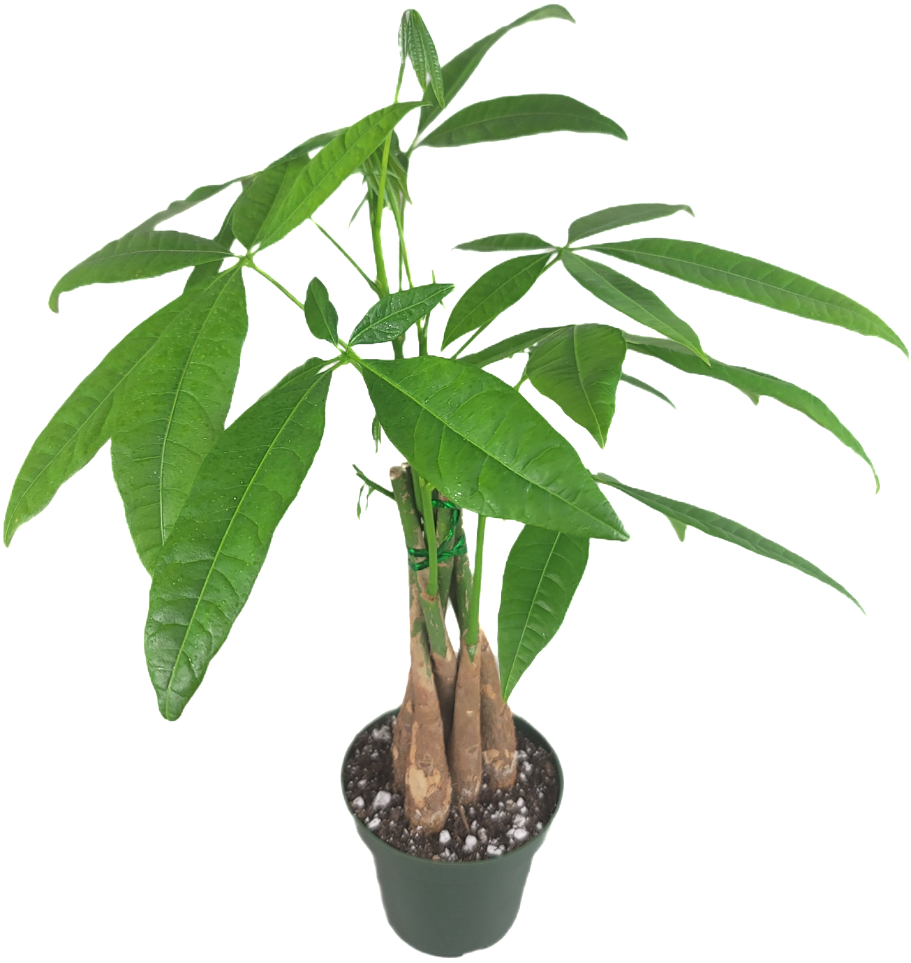 Chinese Money Tree - Pachira Aquatica in 4" pot - Braided Blessings unveiling the Elegance of the Chinese Money Plant Live Plant- California seller.