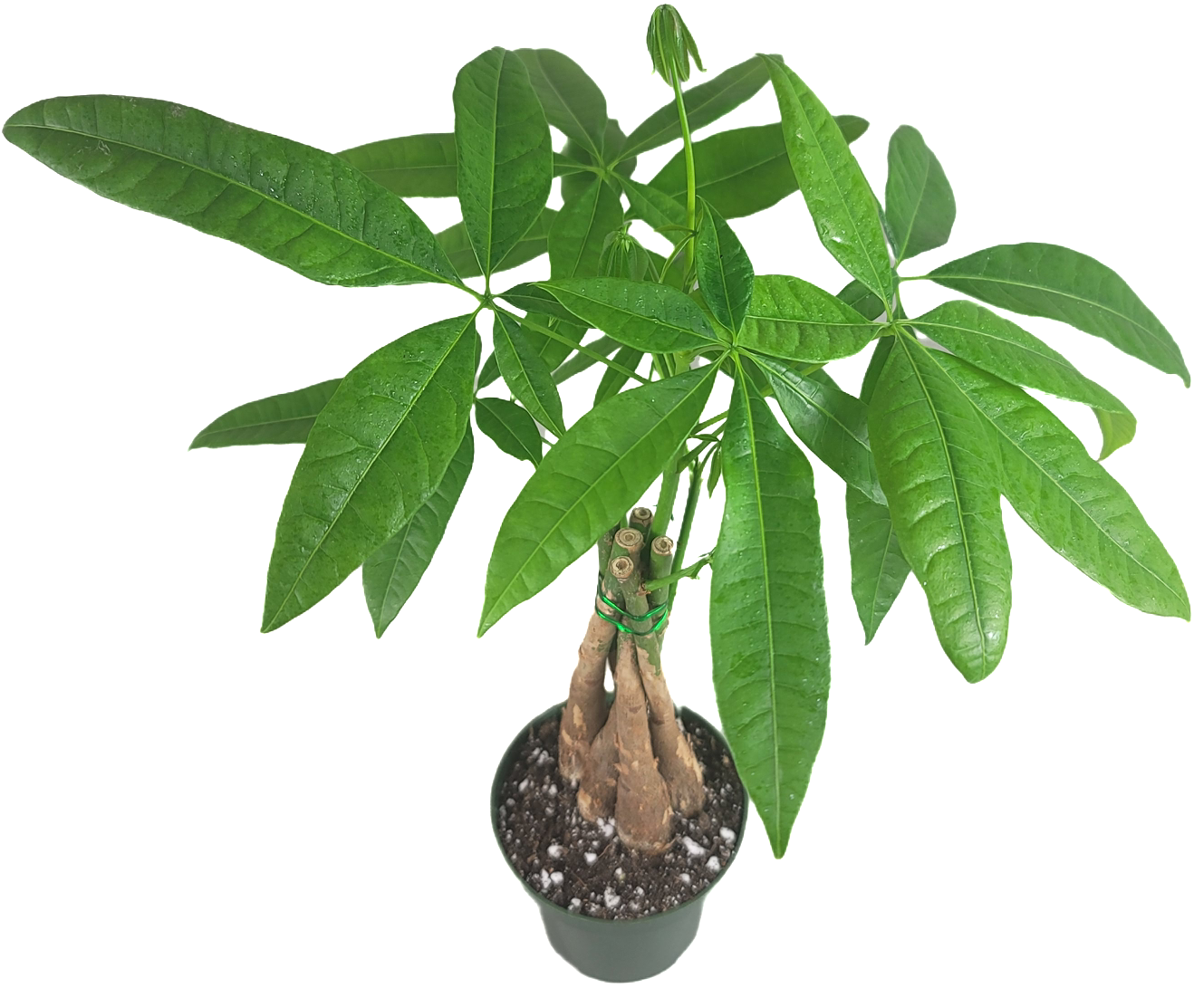 Chinese Money Tree - Pachira Aquatica in 4" pot - Braided Blessings unveiling the Elegance of the Chinese Money Plant Live Plant- California seller.