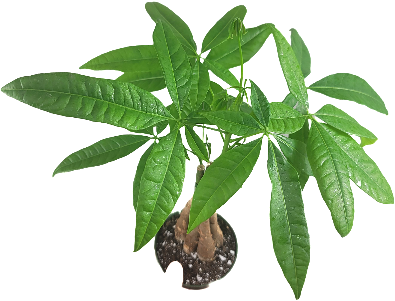 Chinese Money Tree - Pachira Aquatica in 4" pot - Braided Blessings unveiling the Elegance of the Chinese Money Plant Live Plant- California seller.