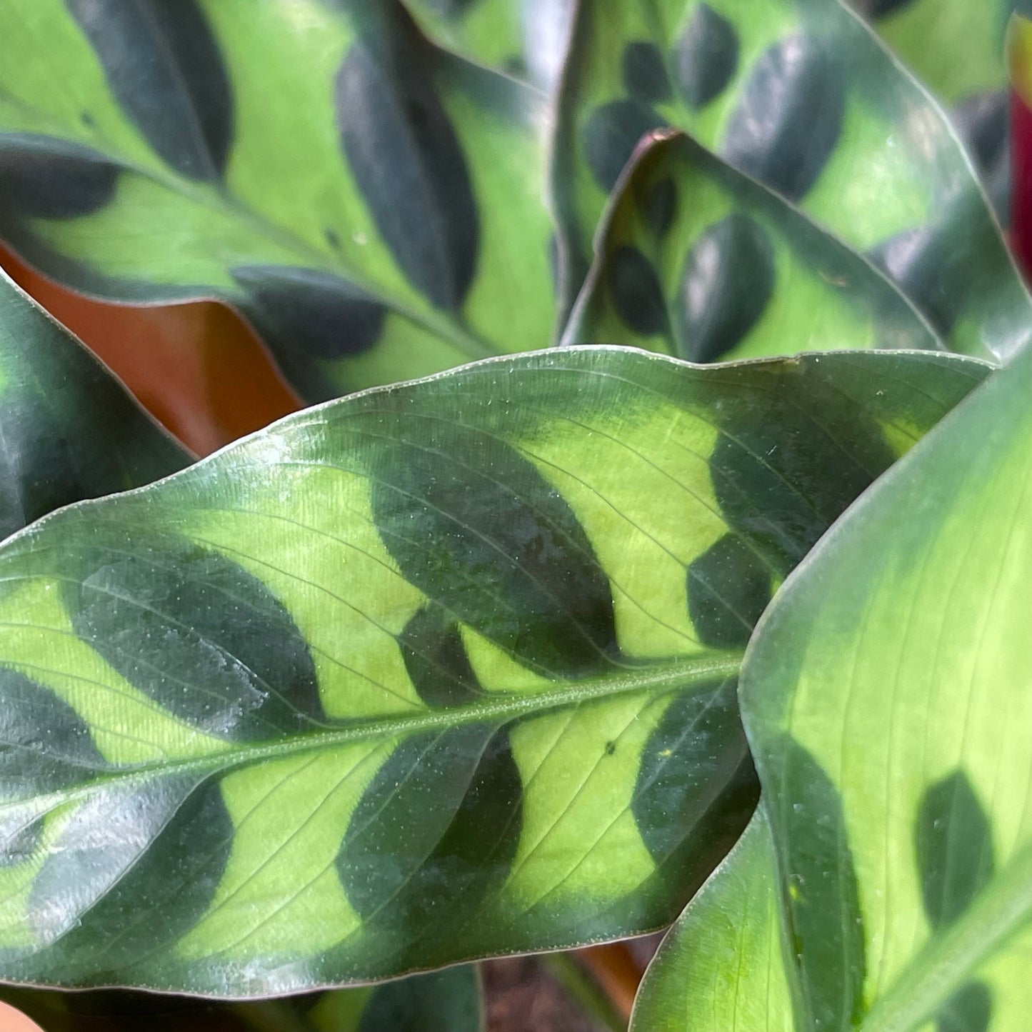 Calathea Lancifolia 'Rattlesnake' - Calathea - Calathea plant live - Calathea Plant Best Air Purifying Plant