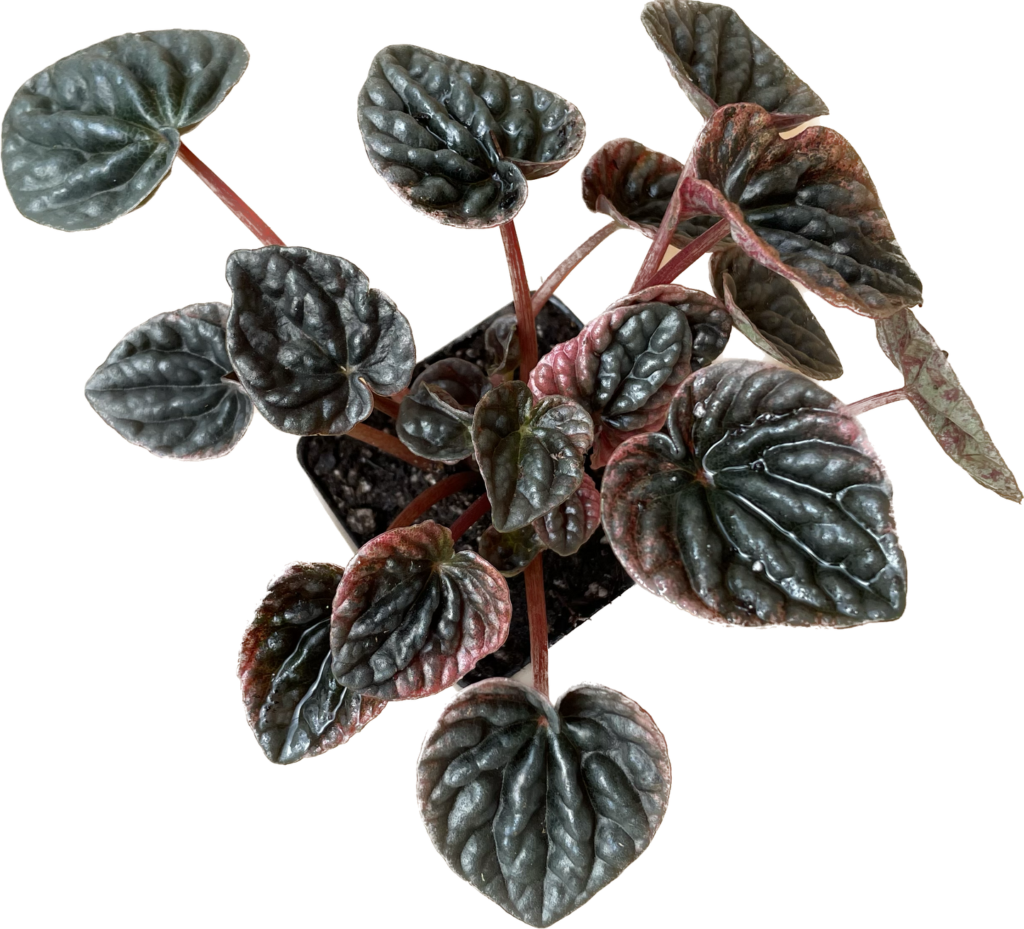 Peperomia 'Ripple Red' in 4" Pot - Air Purifying Plant - Red Peperomia Plant - Peperomia Live Plant