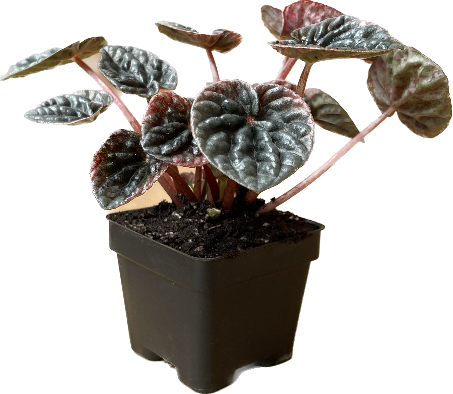 Peperomia 'Ripple Red' in 4" Pot - Air Purifying Plant - Red Peperomia Plant - Peperomia Live Plant
