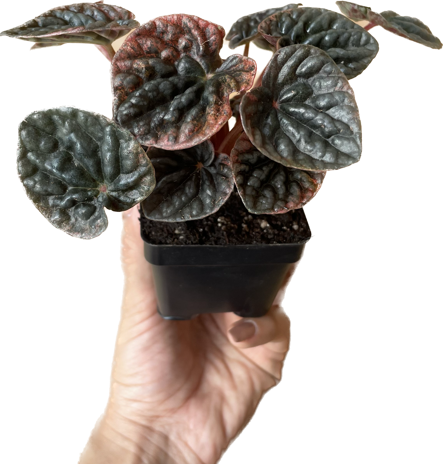 Peperomia 'Ripple Red' in 4" Pot - Air Purifying Plant - Red Peperomia Plant - Peperomia Live Plant