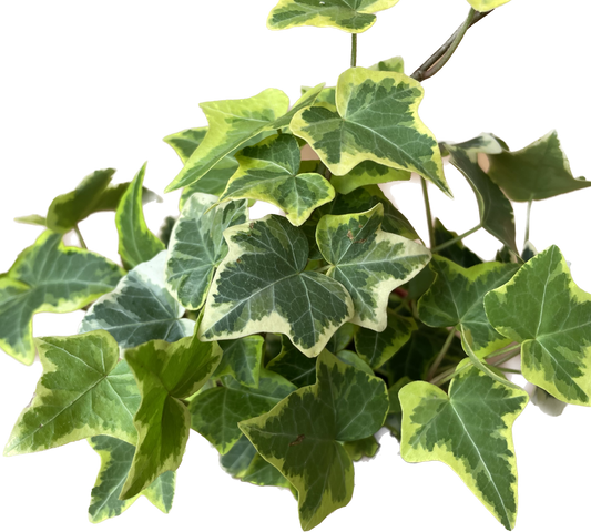 English Ivy Gold Child - Vibrant Variegated Ground Cover Plant - Live English Ivy Plant - CA Seller