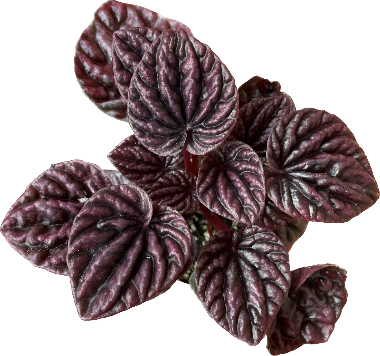 Peperomia 'Ripple Red' in 4" Pot - Air Purifying Plant - Red Peperomia Plant - Peperomia Live Plant
