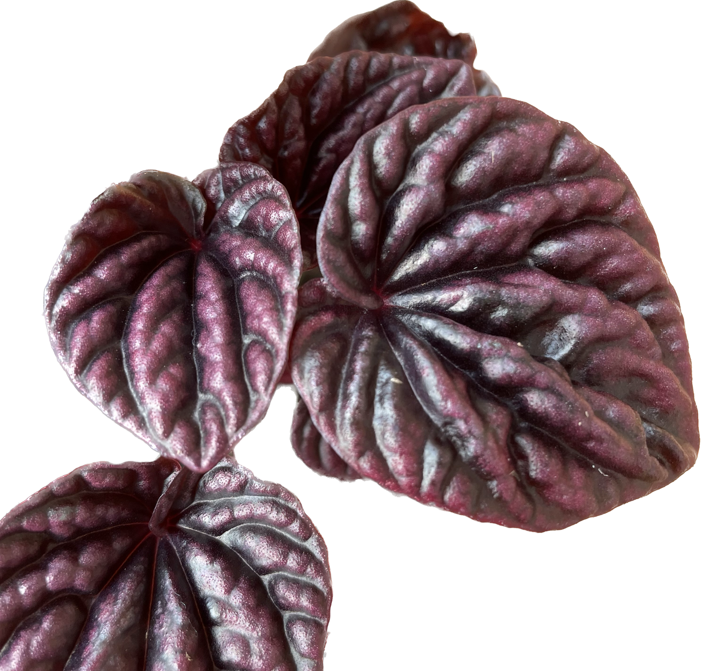 Peperomia 'Ripple Red' in 4" Pot - Air Purifying Plant - Red Peperomia Plant - Peperomia Live Plant