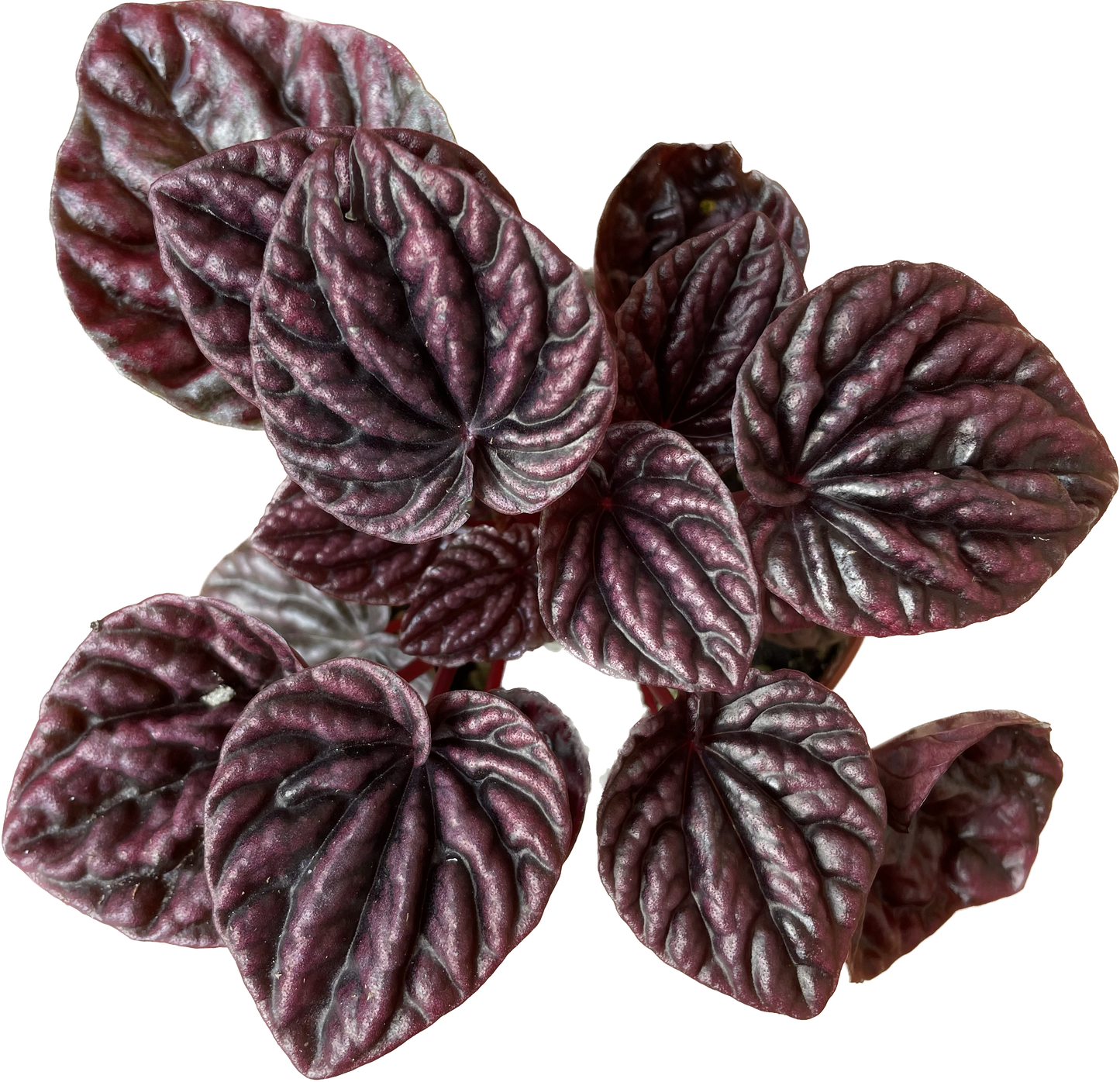 Peperomia 'Ripple Red' in 4" Pot - Air Purifying Plant - Red Peperomia Plant - Peperomia Live Plant