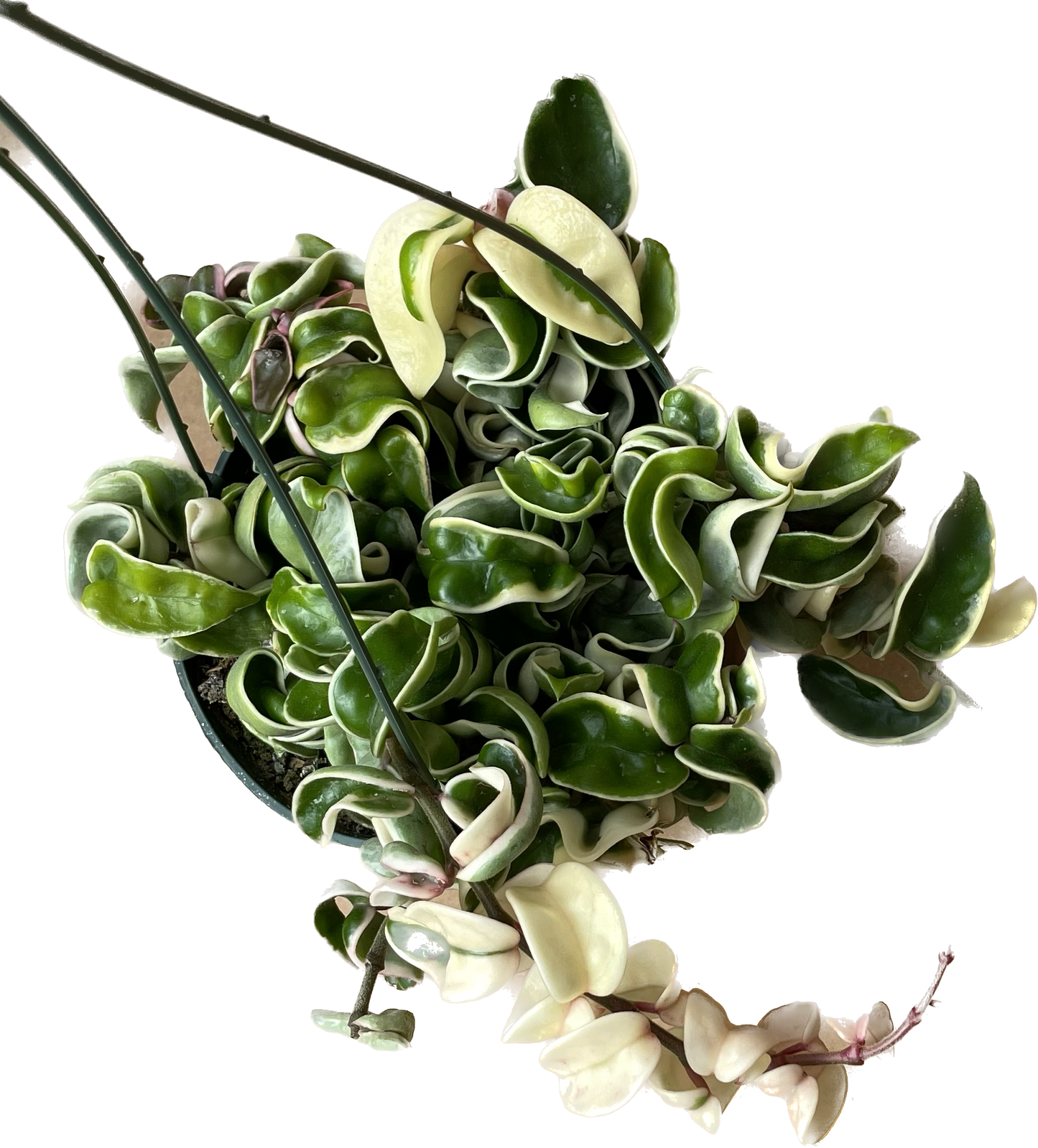 Variegated Hoya 'Rope Plant' - Hoya Compacta Variegata - Stunning Twisted Foliage Houseplant - Air Purifying Plant - Hoya Plants Live Houseplants - Pet Friendly Plant