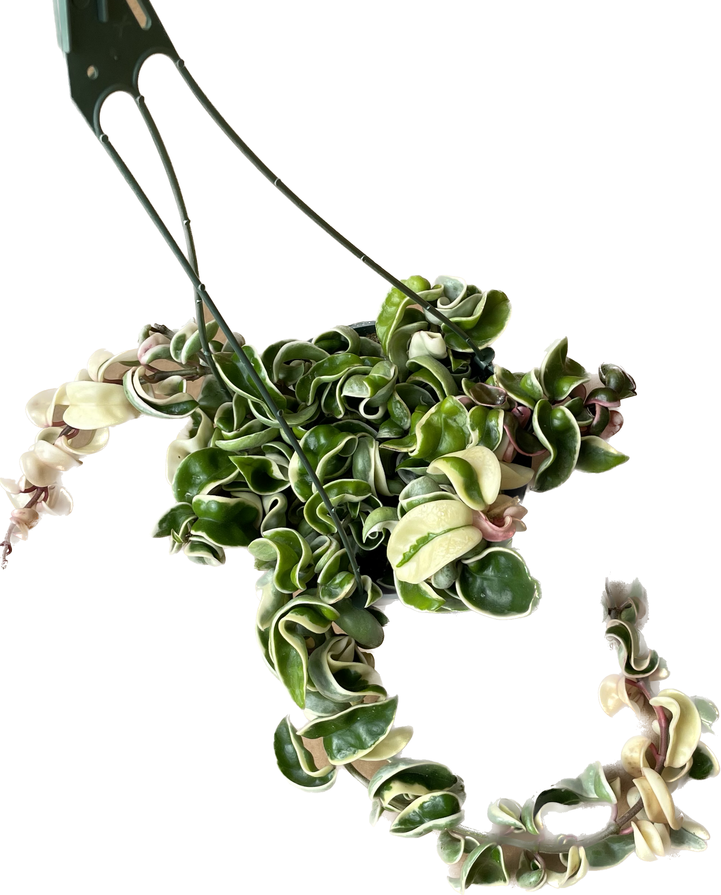 Variegated Hoya 'Rope Plant' - Hoya Compacta Variegata - Stunning Twisted Foliage Houseplant - Air Purifying Plant - Hoya Plants Live Houseplants - Pet Friendly Plant