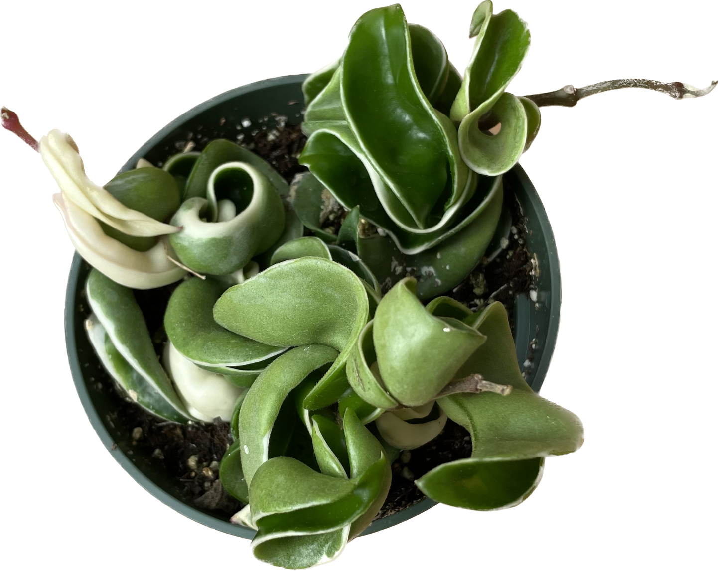 Variegated Hoya 'Rope Plant' - Hoya Compacta Variegata - Stunning Twisted Foliage Houseplant - Air Purifying Plant - Hoya Plants Live Houseplants - Pet Friendly Plant