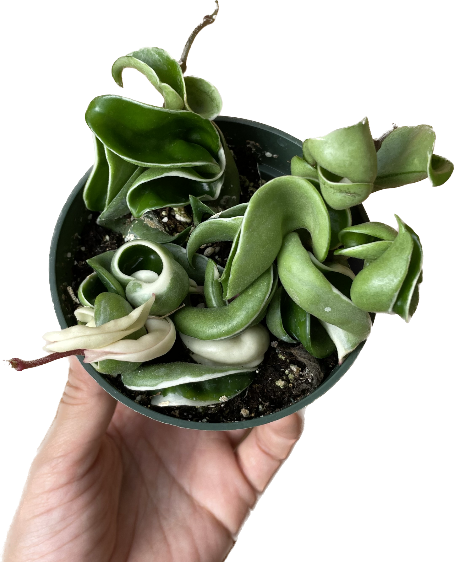 Variegated Hoya 'Rope Plant' - Hoya Compacta Variegata - Stunning Twisted Foliage Houseplant - Air Purifying Plant - Hoya Plants Live Houseplants - Pet Friendly Plant