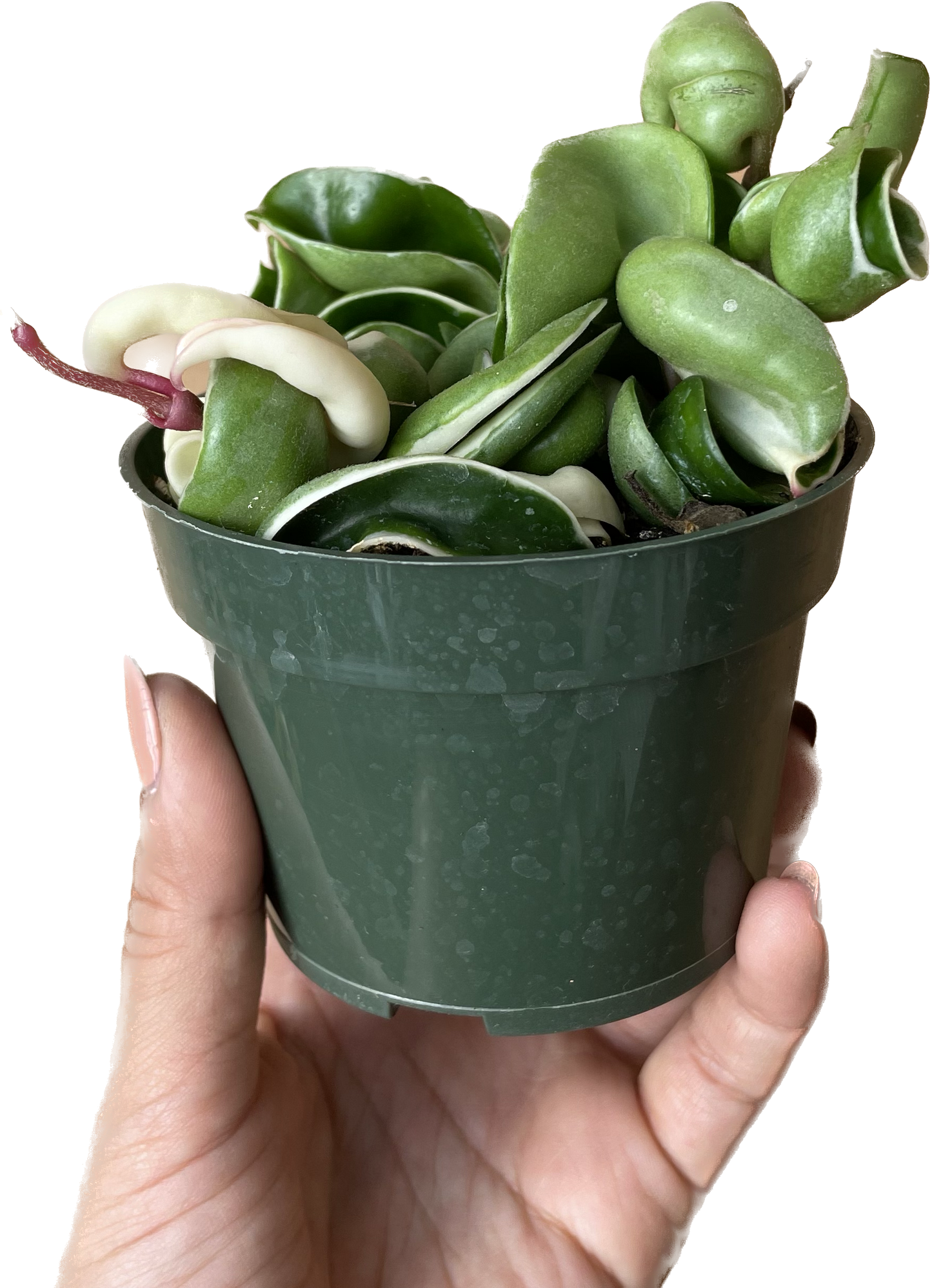 Variegated Hoya 'Rope Plant' - Hoya Compacta Variegata - Stunning Twisted Foliage Houseplant - Air Purifying Plant - Hoya Plants Live Houseplants - Pet Friendly Plant