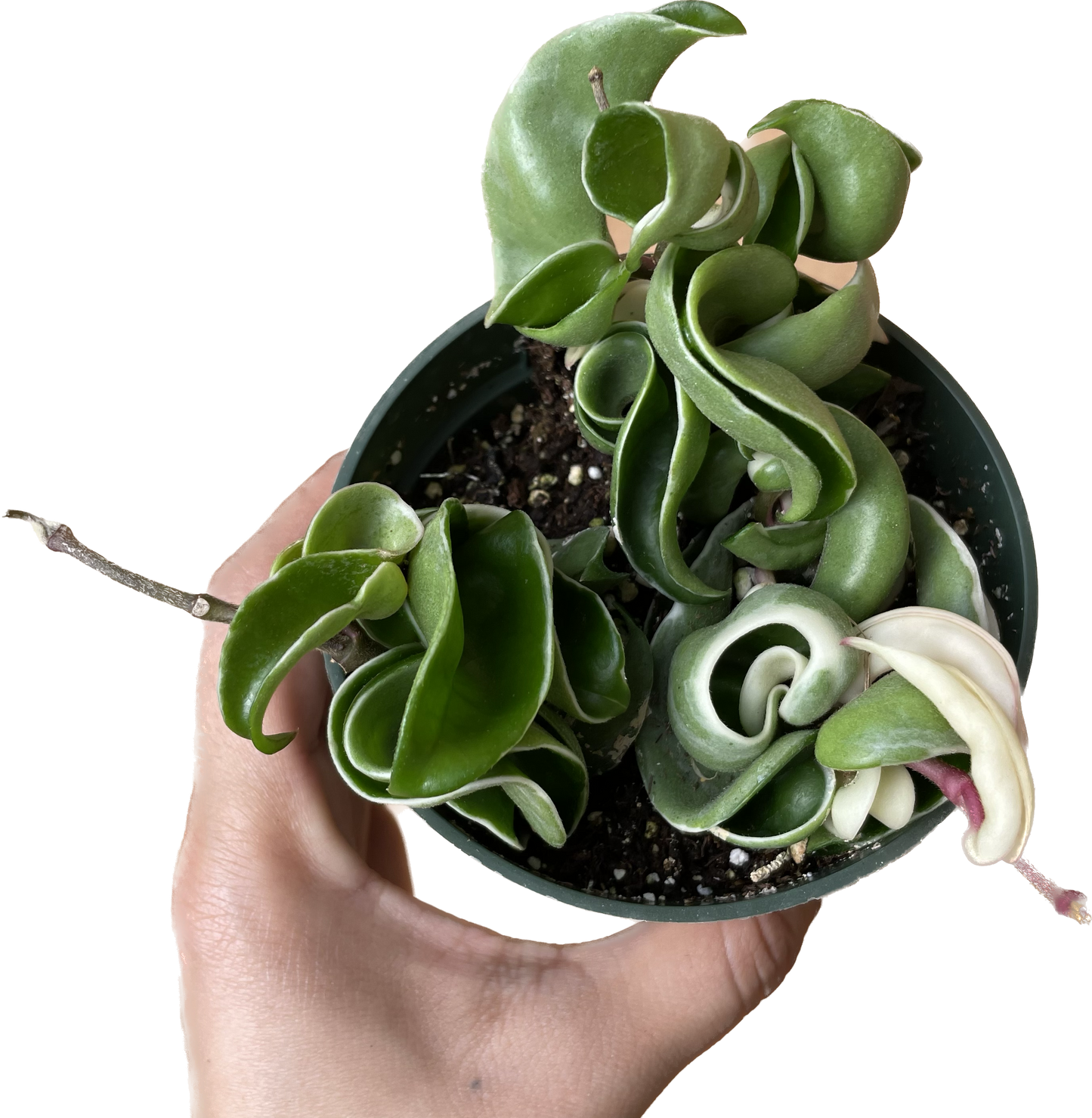 Variegated Hoya 'Rope Plant' - Hoya Compacta Variegata - Stunning Twisted Foliage Houseplant - Air Purifying Plant - Hoya Plants Live Houseplants - Pet Friendly Plant