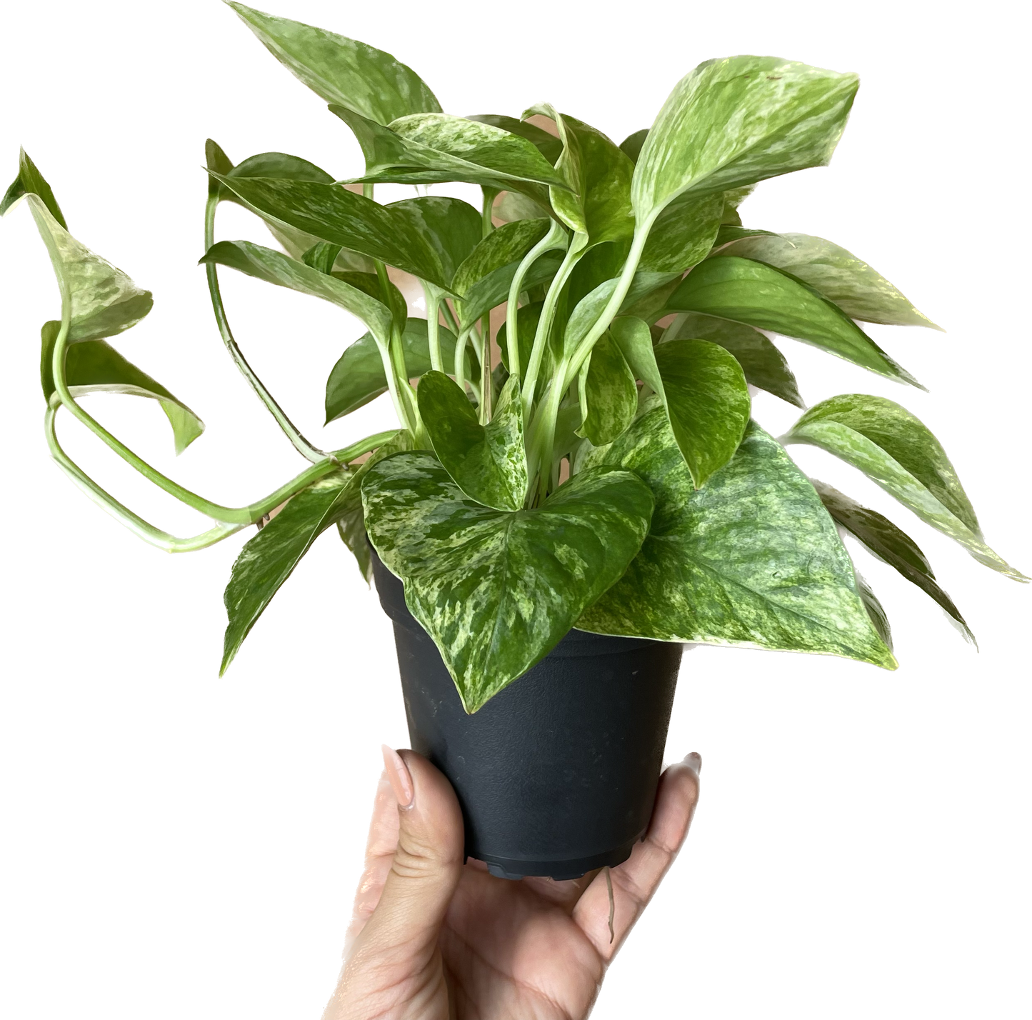 Pothos 'Marble Queen' - Marble Queen Pothos - Elegant Variegated Indoor Plant - Air Purifying Plant - CA Seller