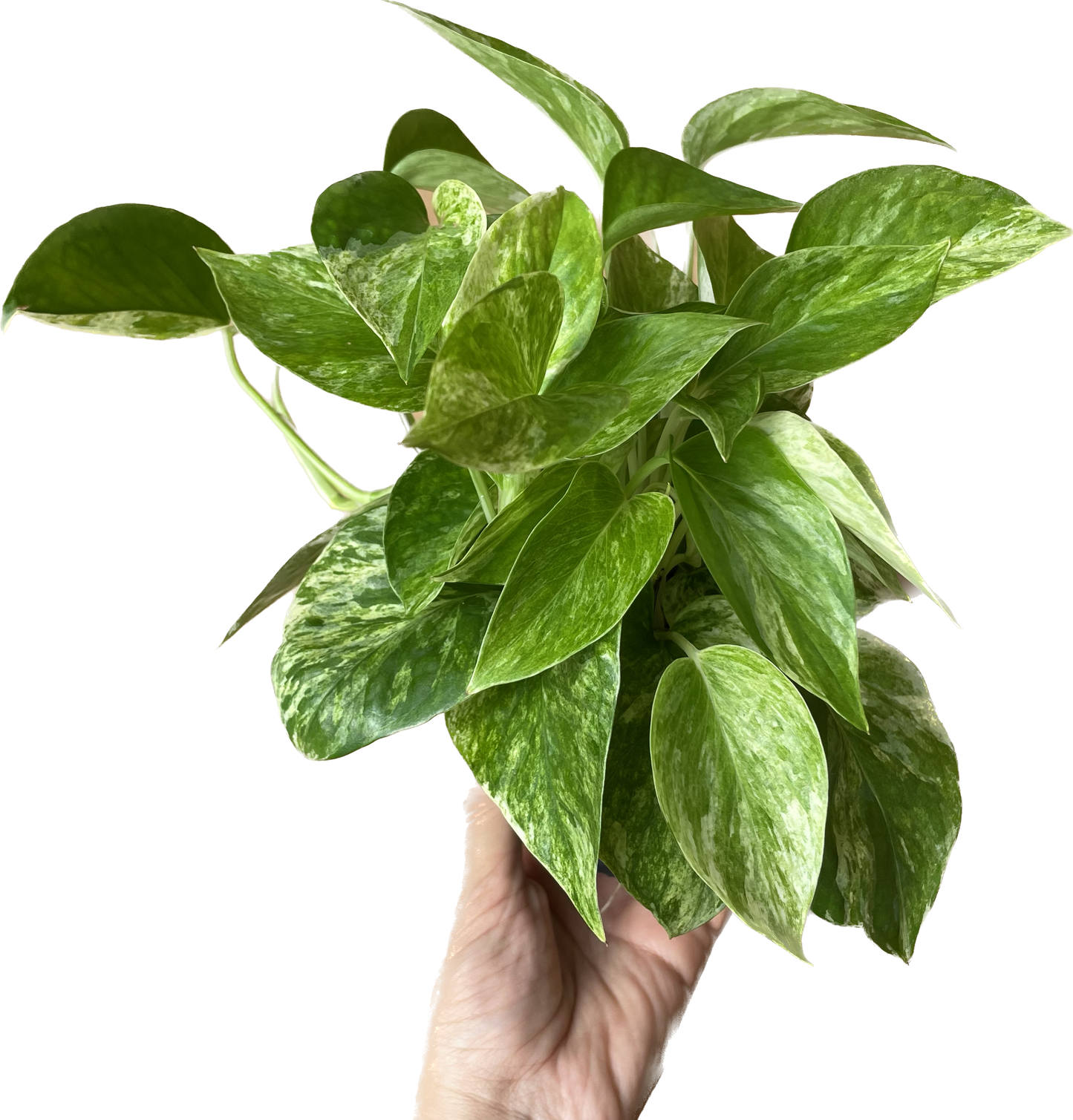 Pothos 'Marble Queen' - Marble Queen Pothos - Elegant Variegated Indoor Plant - Air Purifying Plant - CA Seller