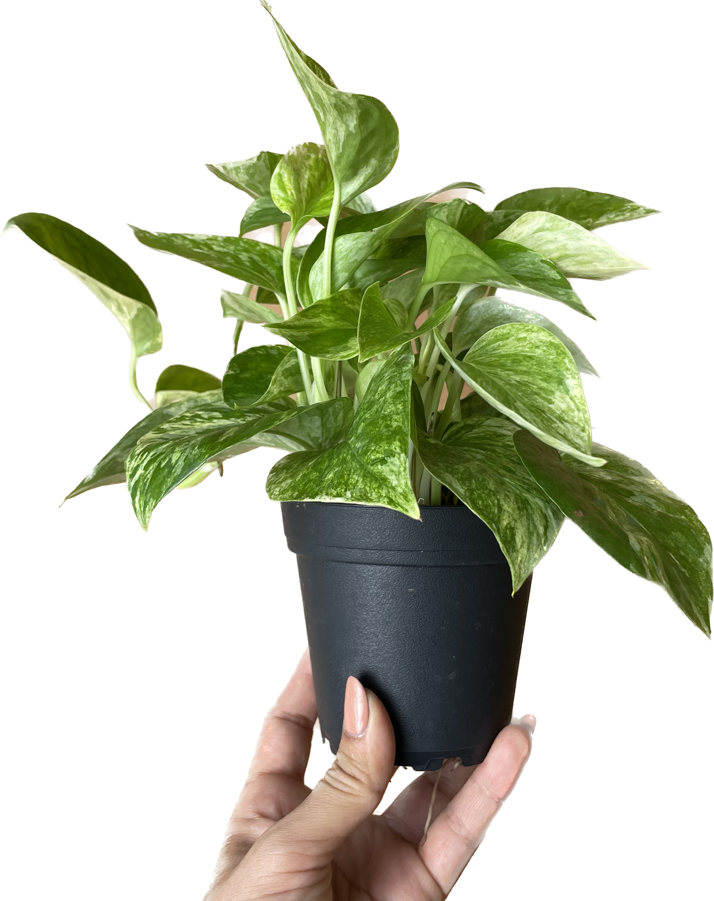 Pothos 'Marble Queen' - Marble Queen Pothos - Elegant Variegated Indoor Plant - Air Purifying Plant - CA Seller