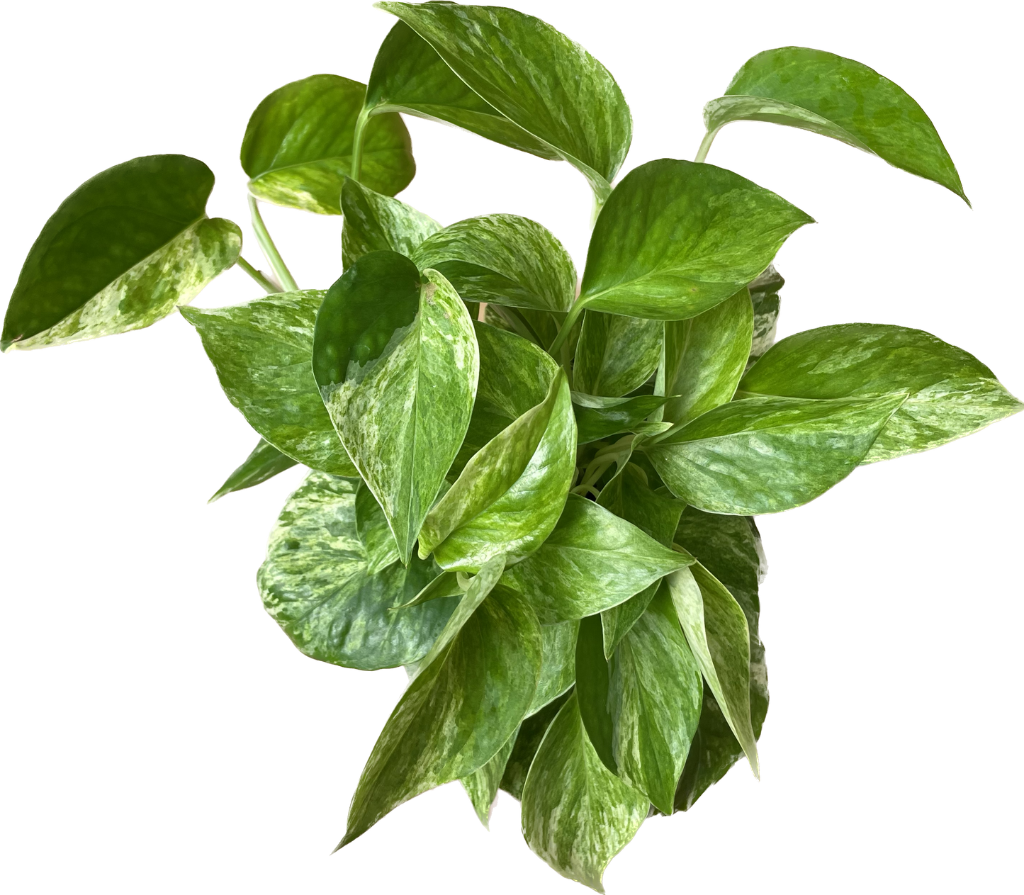 Pothos 'Marble Queen' - Marble Queen Pothos - Elegant Variegated Indoor Plant - Air Purifying Plant - CA Seller
