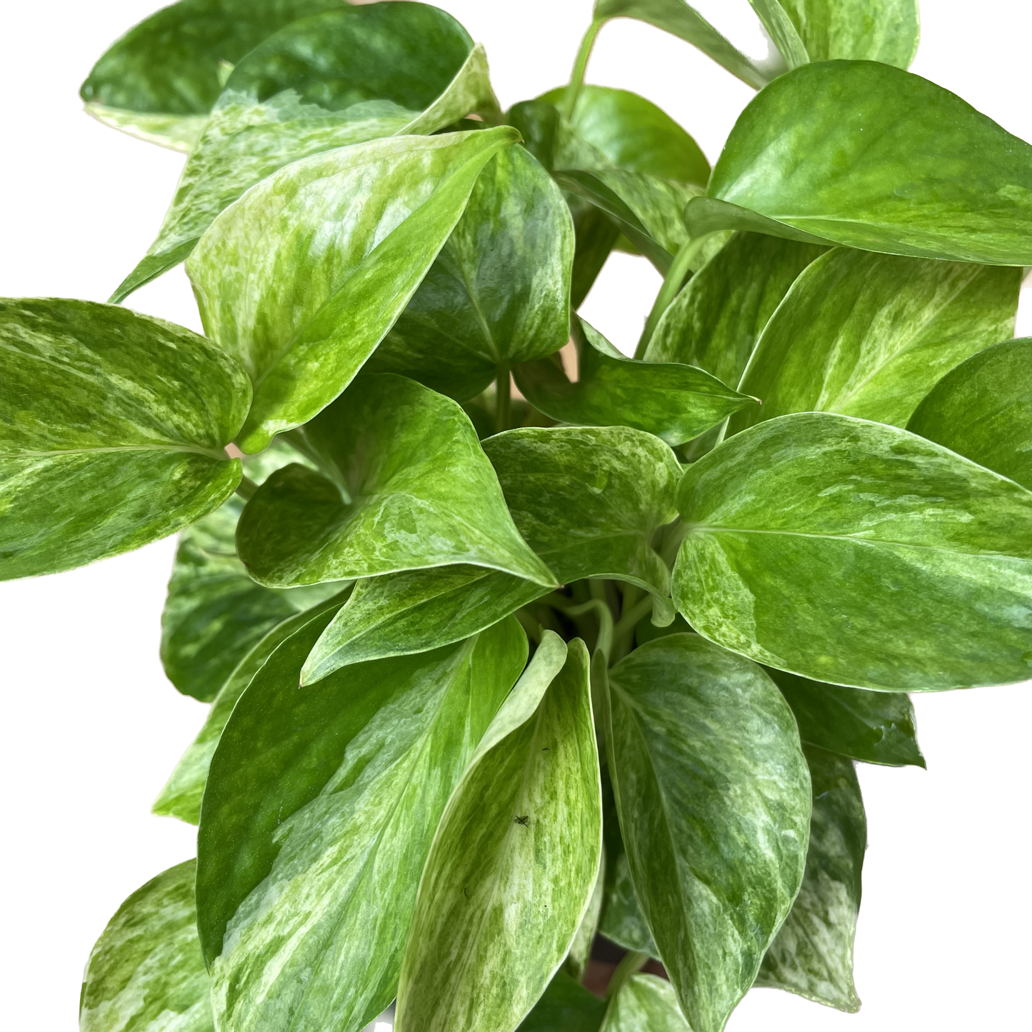 Pothos 'Marble Queen' - Marble Queen Pothos - Elegant Variegated Indoor Plant - Air Purifying Plant - CA Seller