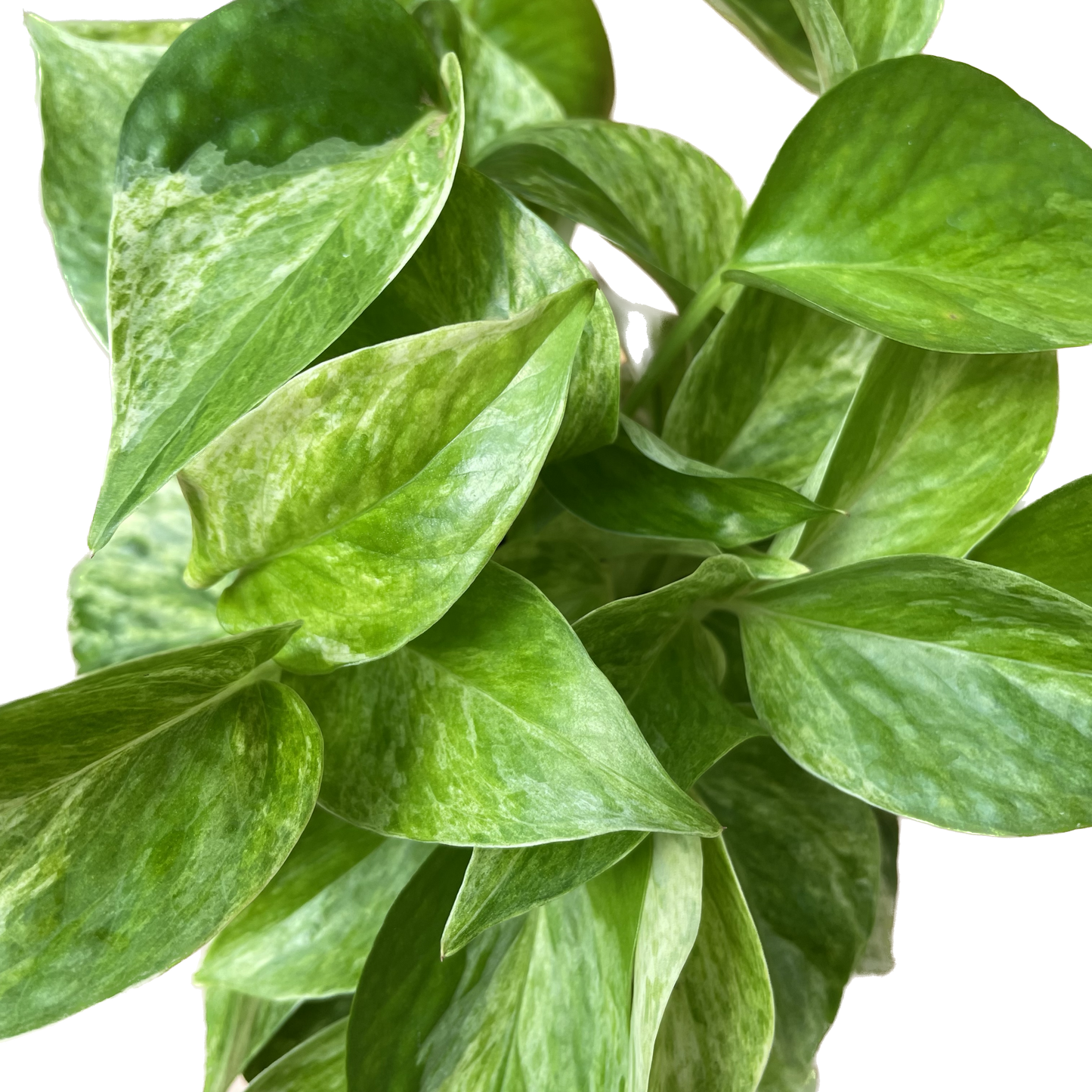 Pothos 'Marble Queen' - Marble Queen Pothos - Elegant Variegated Indoor Plant - Air Purifying Plant - CA Seller