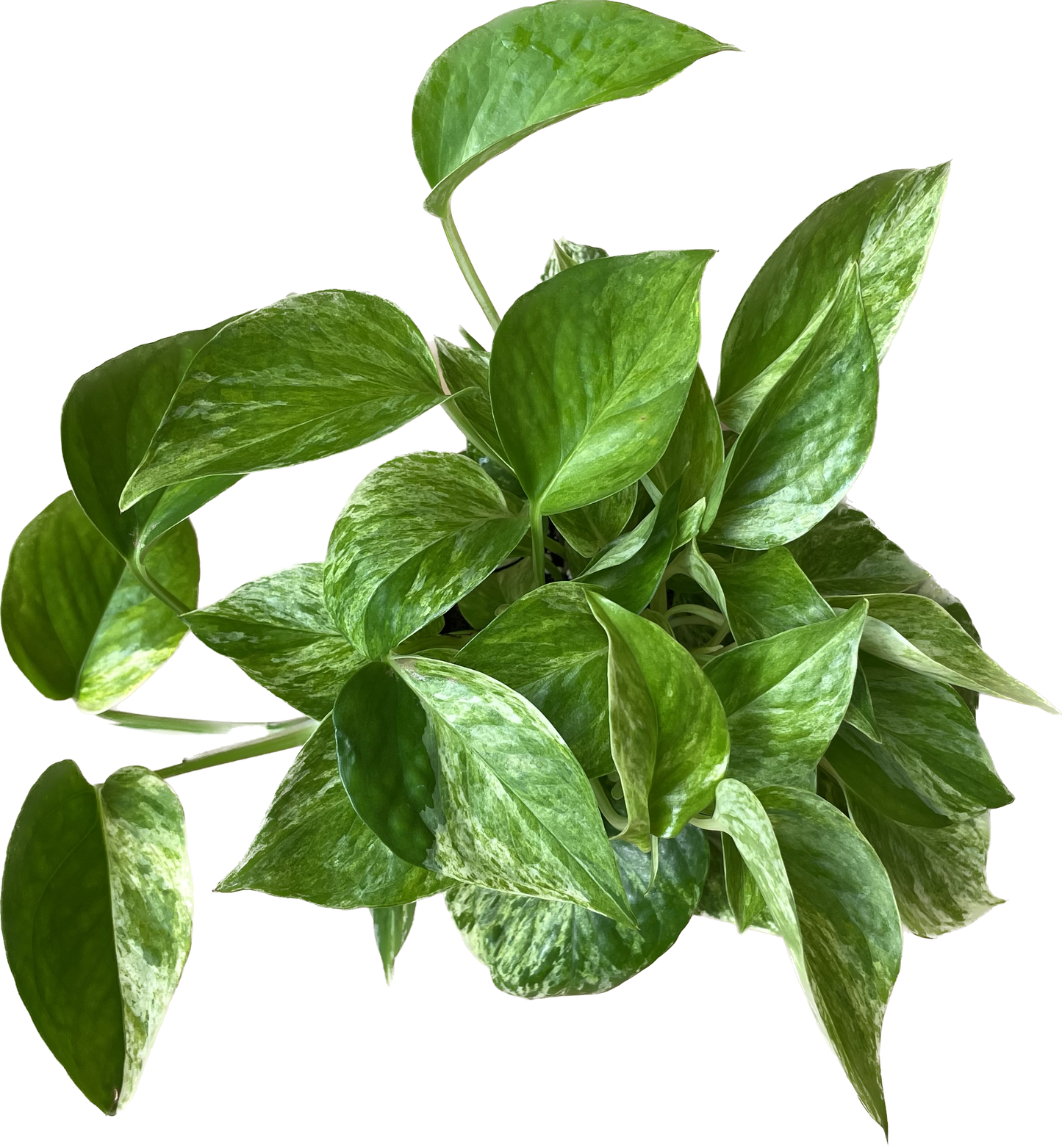 Pothos 'Marble Queen' - Marble Queen Pothos - Elegant Variegated Indoor Plant - Air Purifying Plant - CA Seller