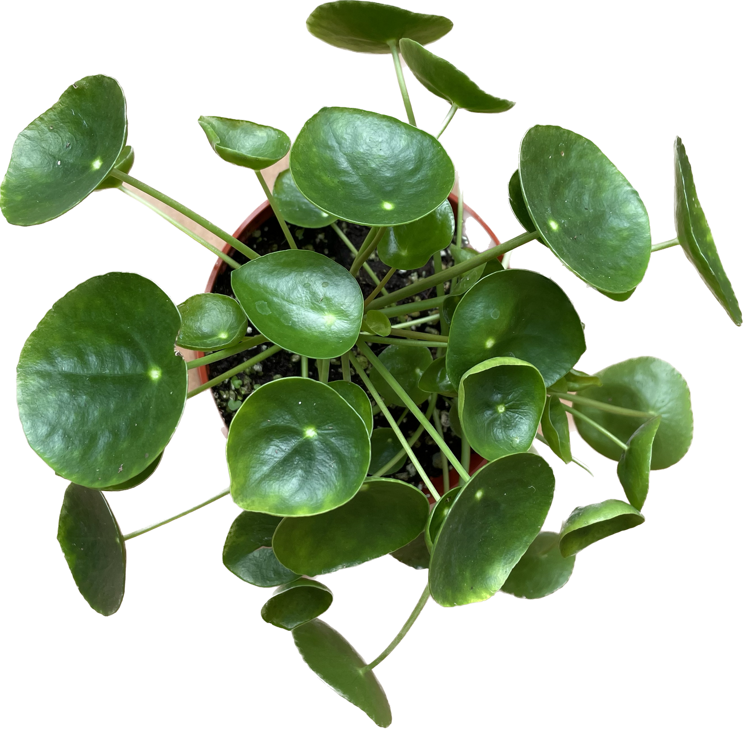 Pilea Peperomioides 'Chinese Money' - UFO Plant -