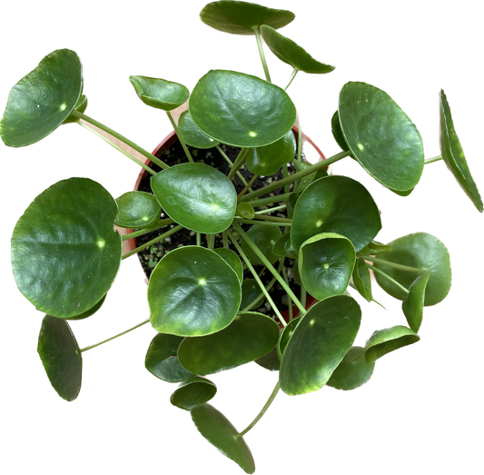 Pilea Peperomioides 'Chinese Money' - UFO Plant -