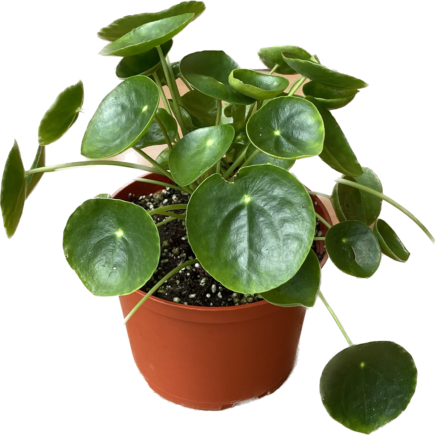 Pilea Peperomioides 'Chinese Money' - UFO Plant -