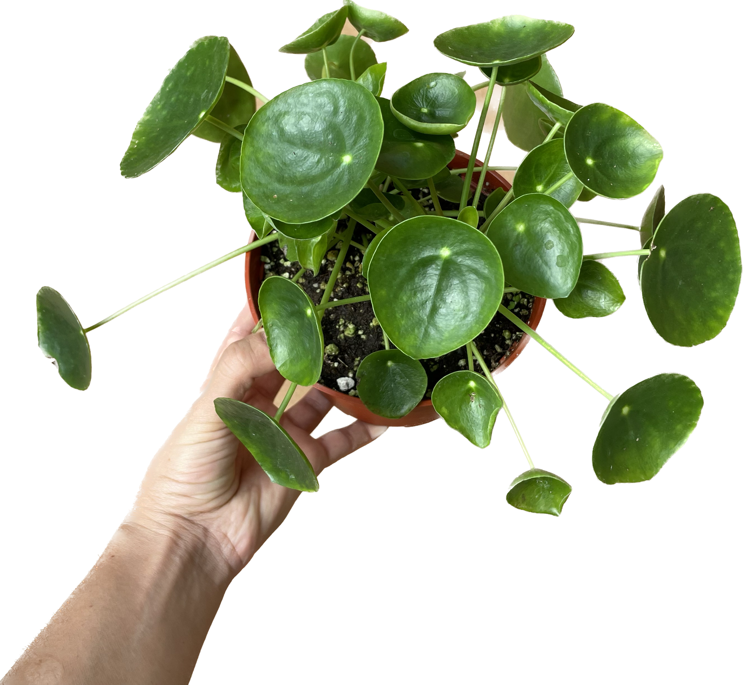 Pilea Peperomioides 'Chinese Money' - UFO Plant -