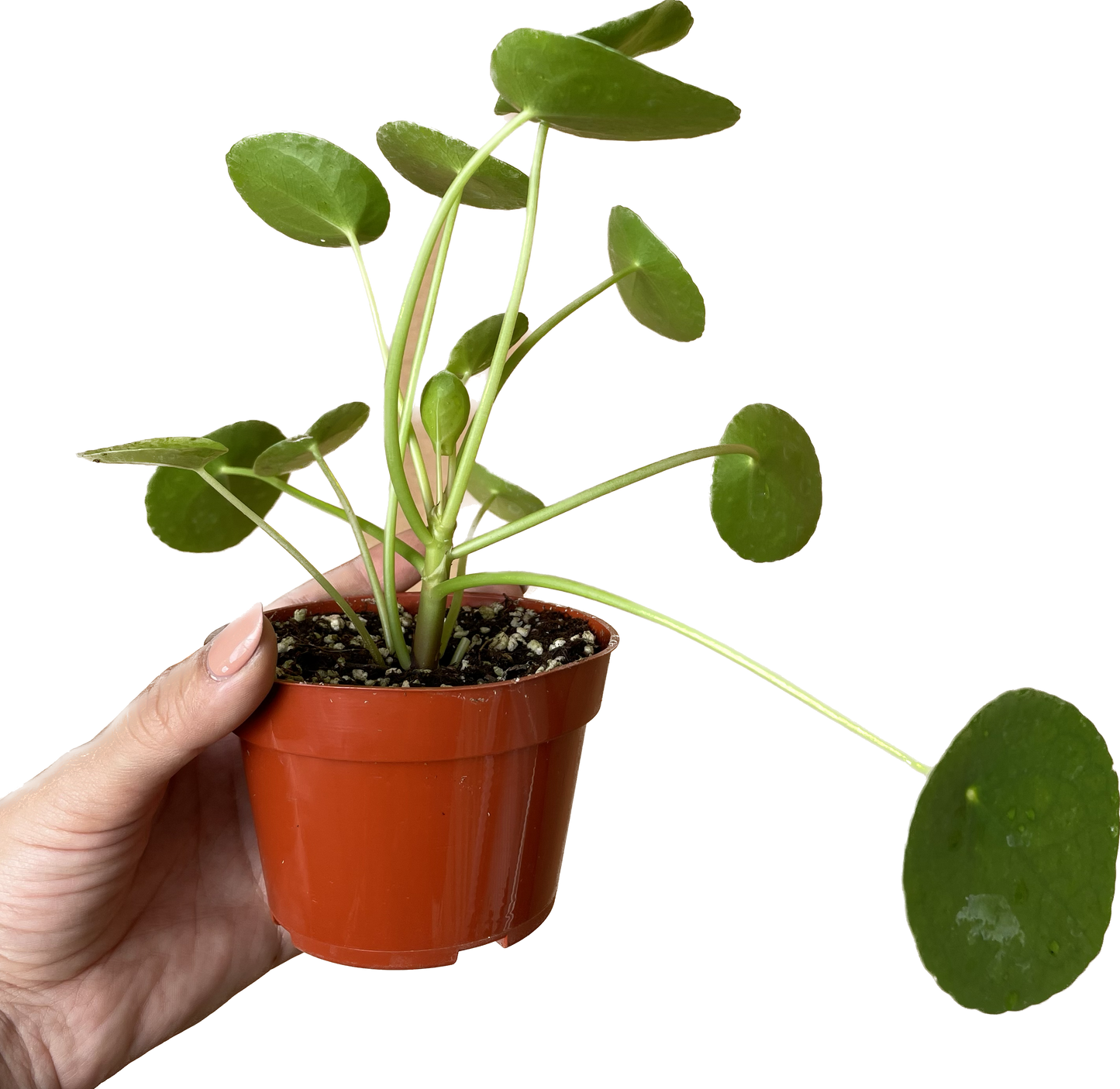 Pilea Peperomioides 'Chinese Money' - UFO Plant -