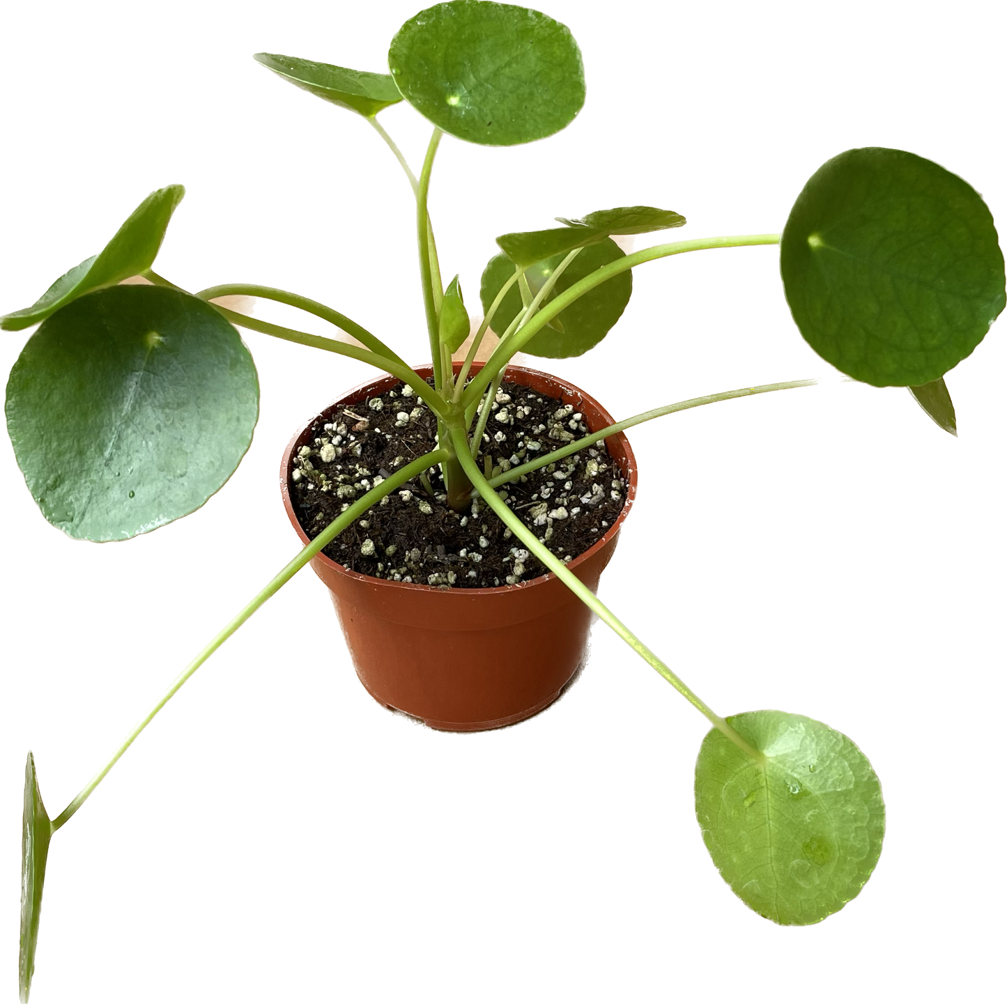 Pilea Peperomioides 'Chinese Money' - UFO Plant -