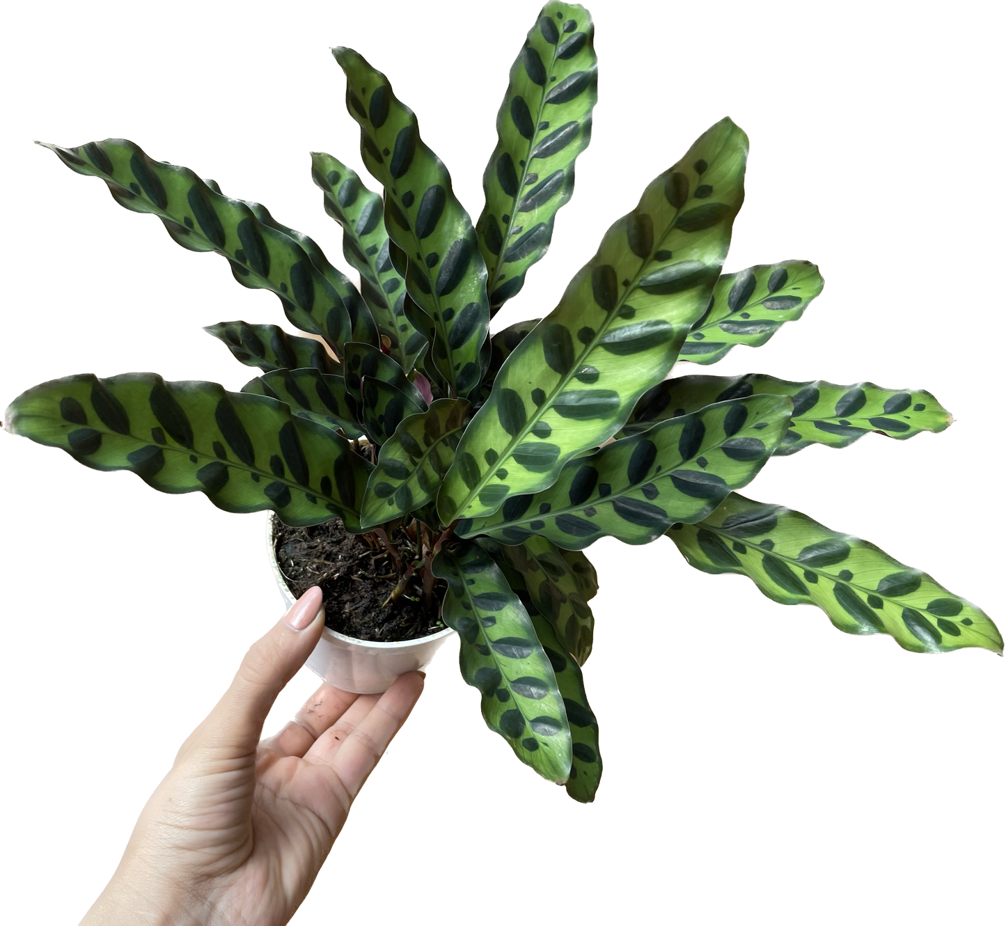 Calathea Lancifolia 'Rattlesnake' - Calathea - Calathea plant live - Calathea Plant Best Air Purifying Plant
