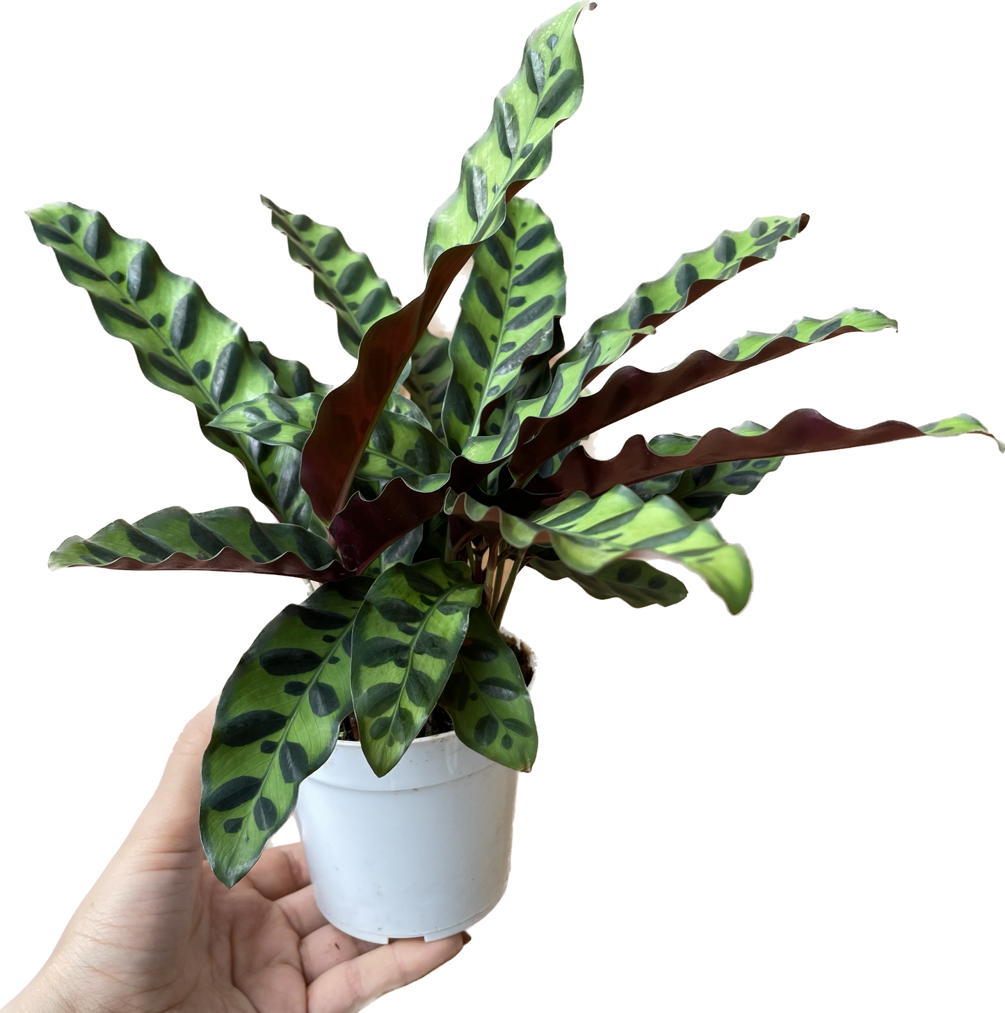 Calathea Lancifolia 'Rattlesnake' - Calathea - Calathea plant live - Calathea Plant Best Air Purifying Plant