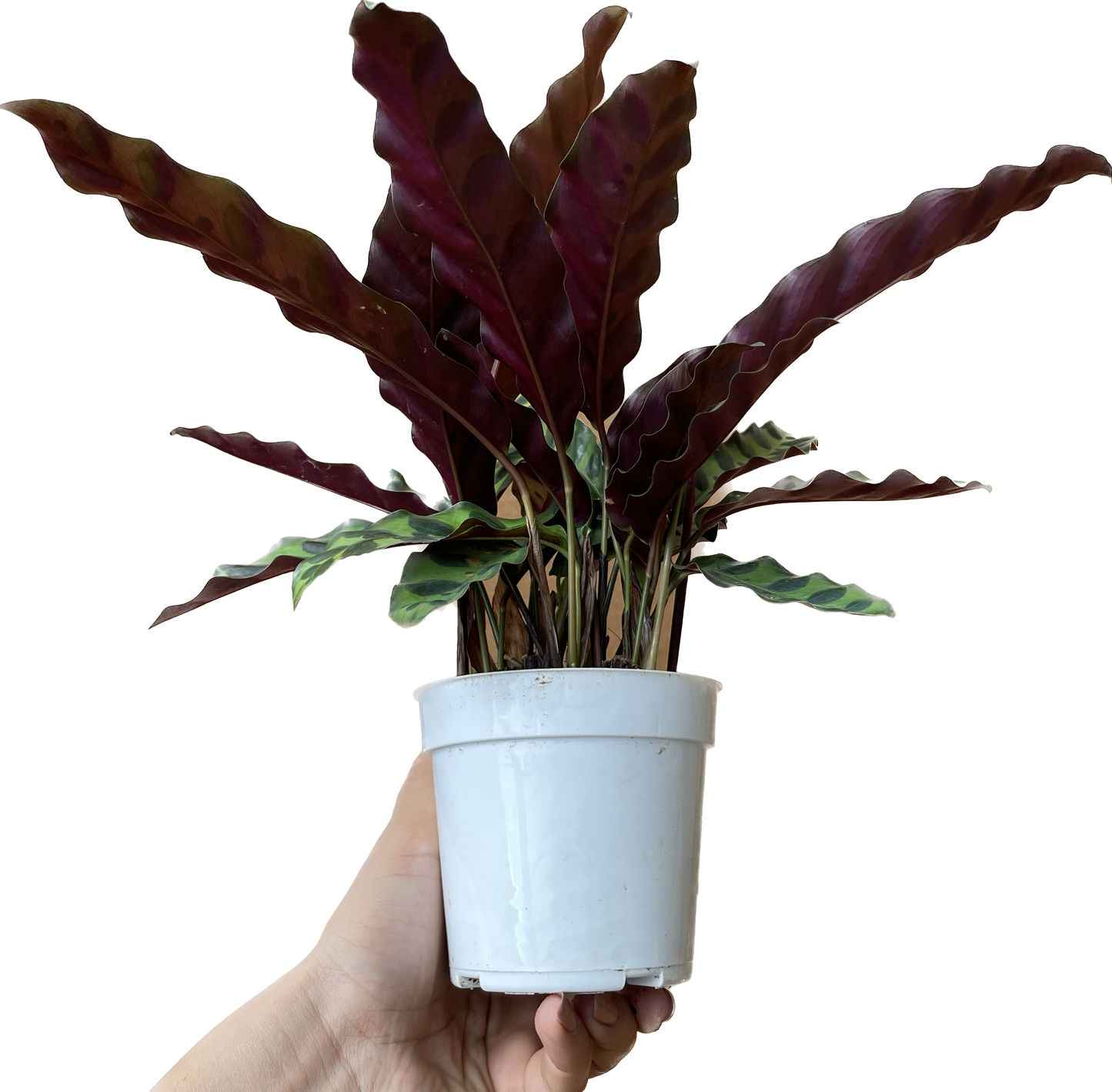 Calathea Lancifolia 'Rattlesnake' - Calathea - Calathea plant live - Calathea Plant Best Air Purifying Plant