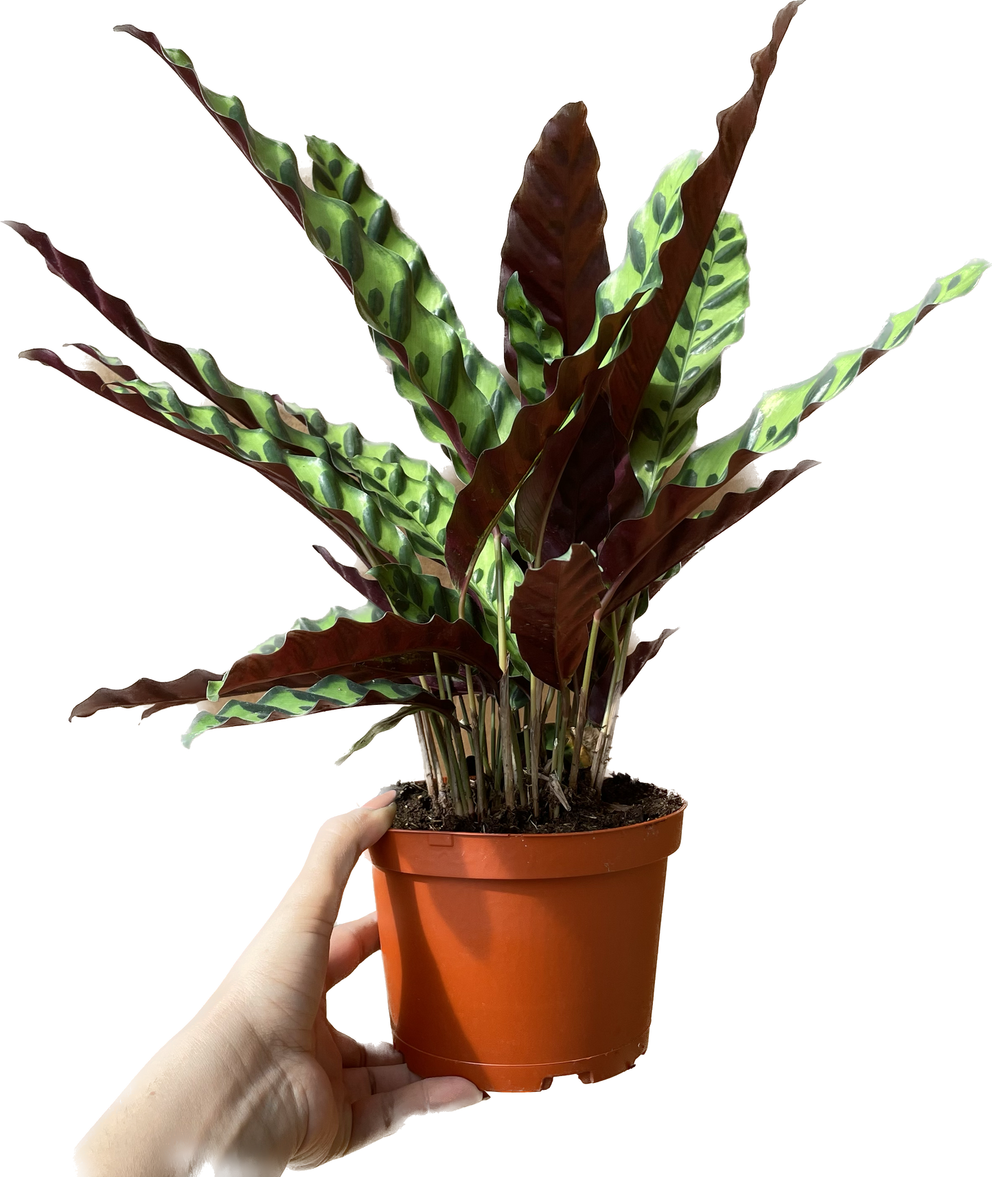 Calathea Lancifolia 'Rattlesnake' - Calathea - Calathea plant live - Calathea Plant Best Air Purifying Plant