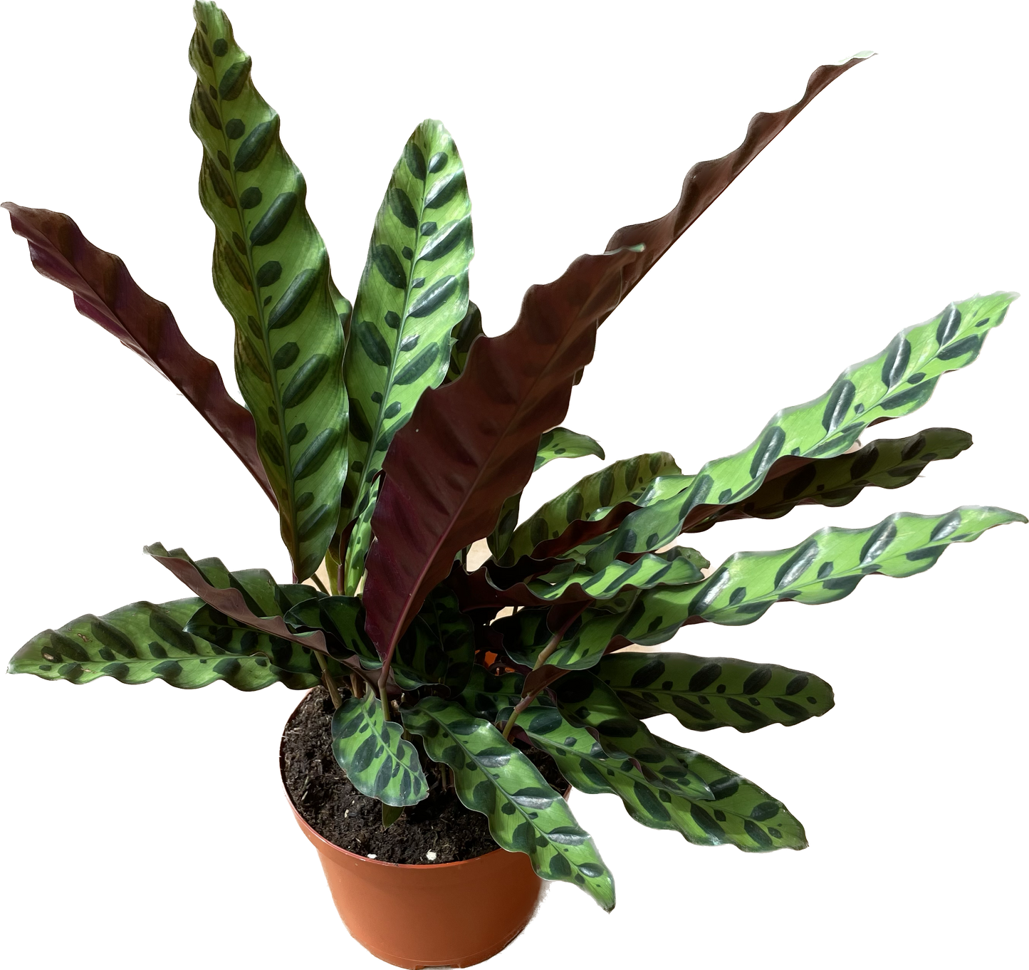Calathea Lancifolia 'Rattlesnake' - Calathea - Calathea plant live - Calathea Plant Best Air Purifying Plant